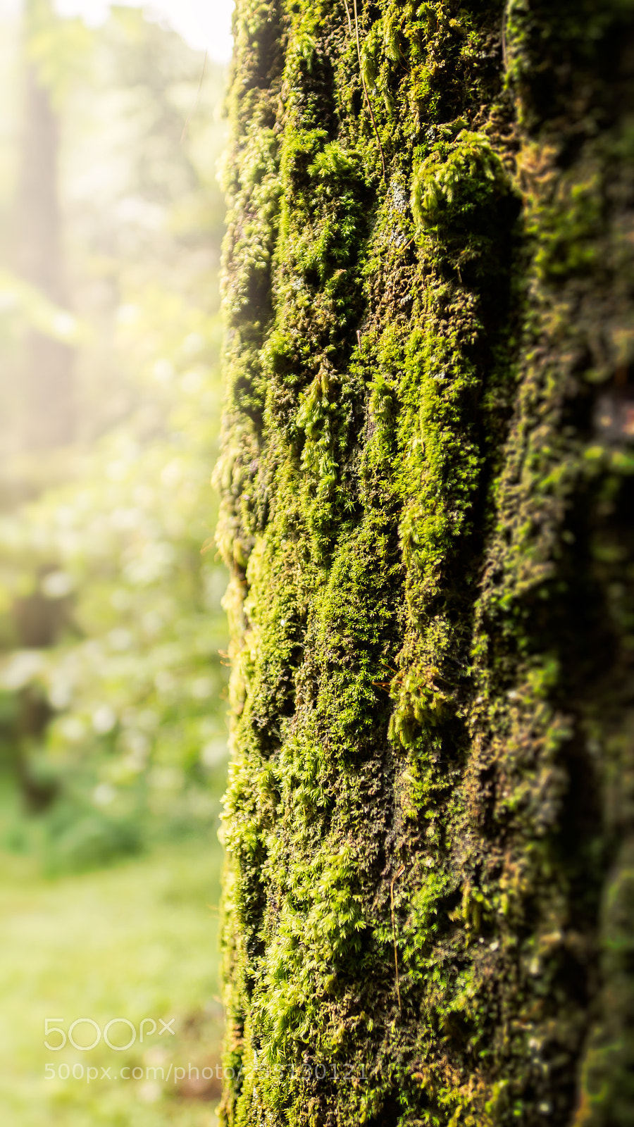 Sony SLT-A77 sample photo. Tree moss detail photography