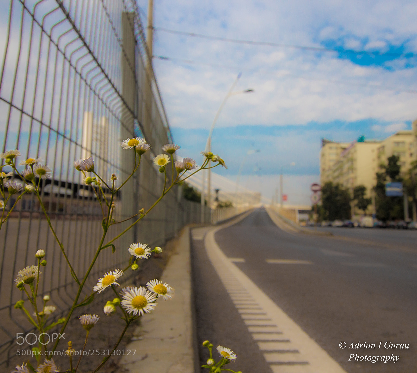 Canon EOS 700D (EOS Rebel T5i / EOS Kiss X7i) sample photo. Surviving chamomiles photography