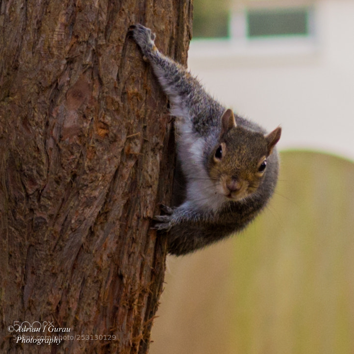 Canon EOS 700D (EOS Rebel T5i / EOS Kiss X7i) sample photo. Surprised squirrel photography