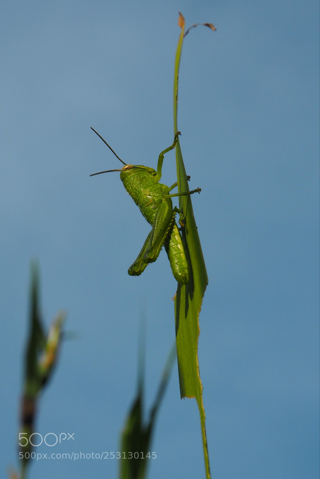 Olympus PEN E-PL7 sample photo. Grasshopper photography