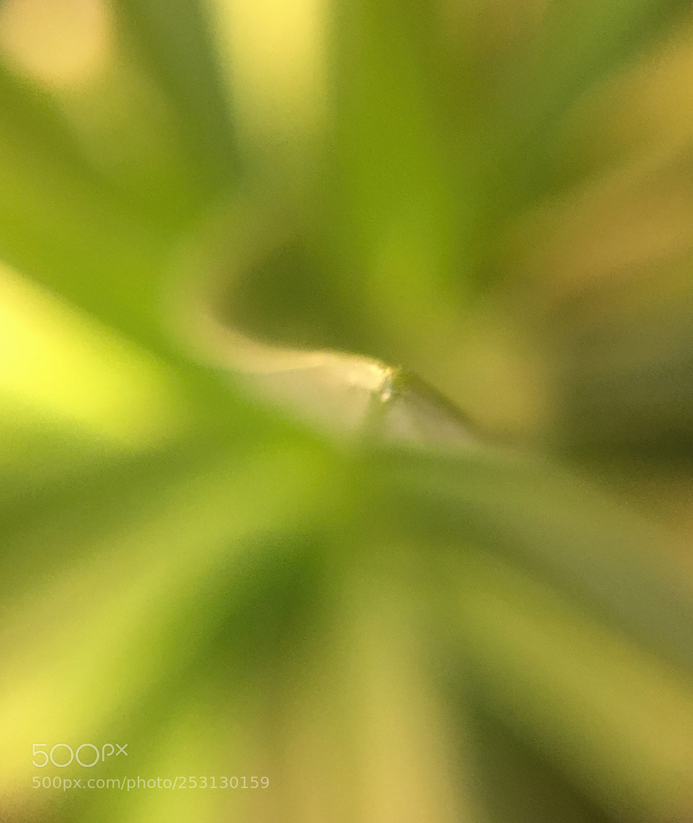 Apple iPhone 6 Plus sample photo. Lily leaf photography