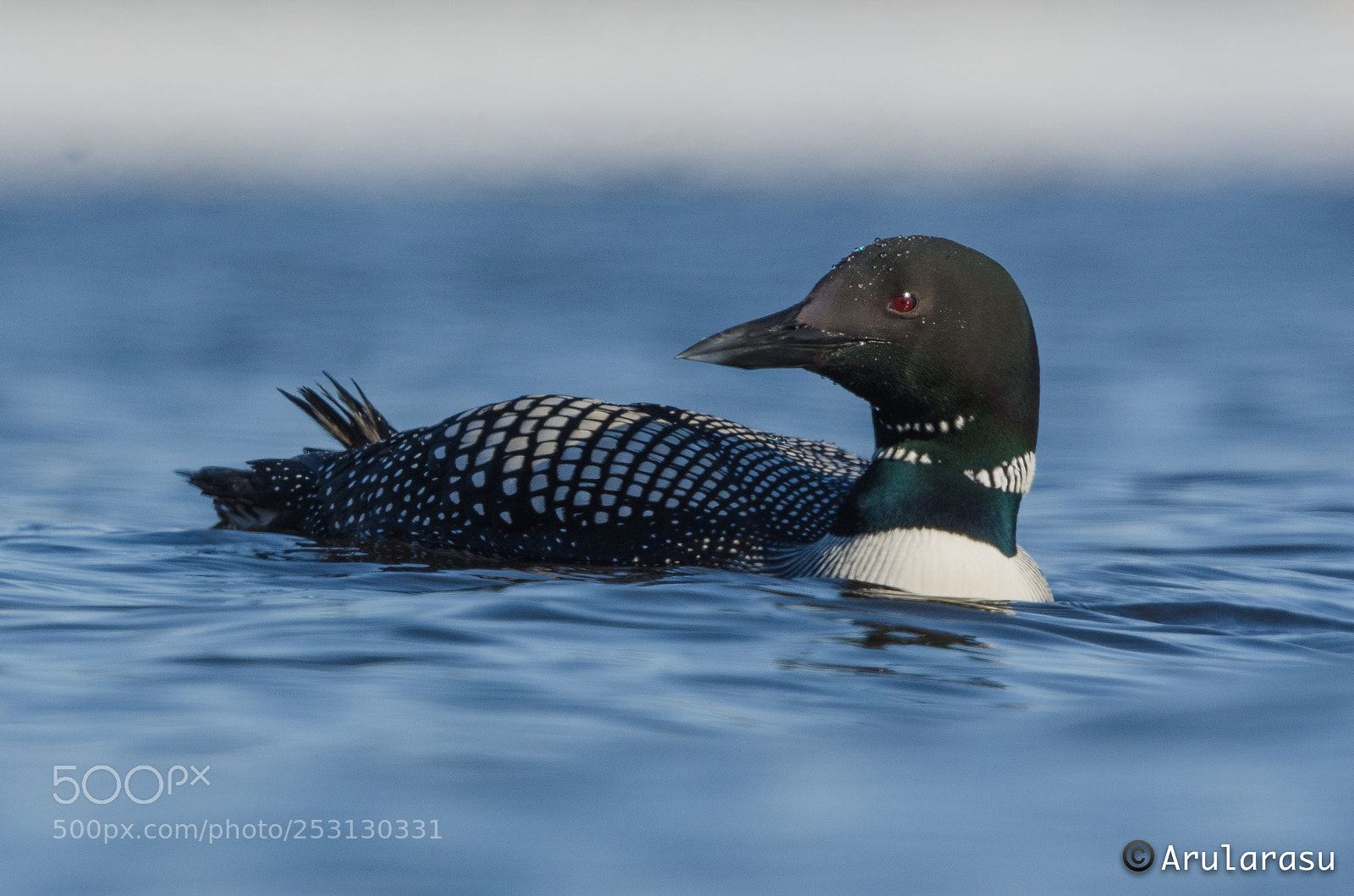 Nikon D7000 sample photo. Common loon photography
