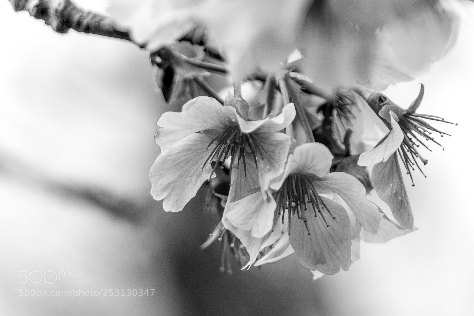 Sony a6000 sample photo. Cherry blossoms at the photography