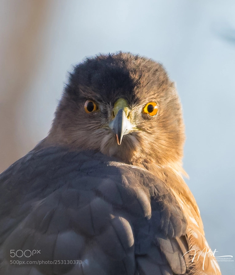 Nikon D500 sample photo. Coopers hawk photography