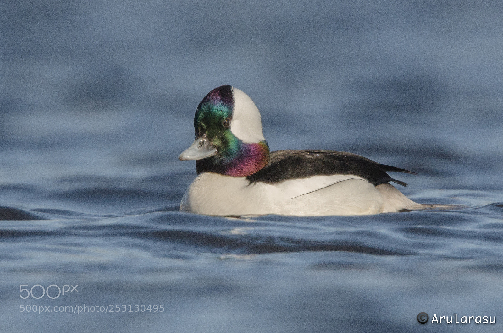Nikon D7000 sample photo. Bufflehead, drake photography