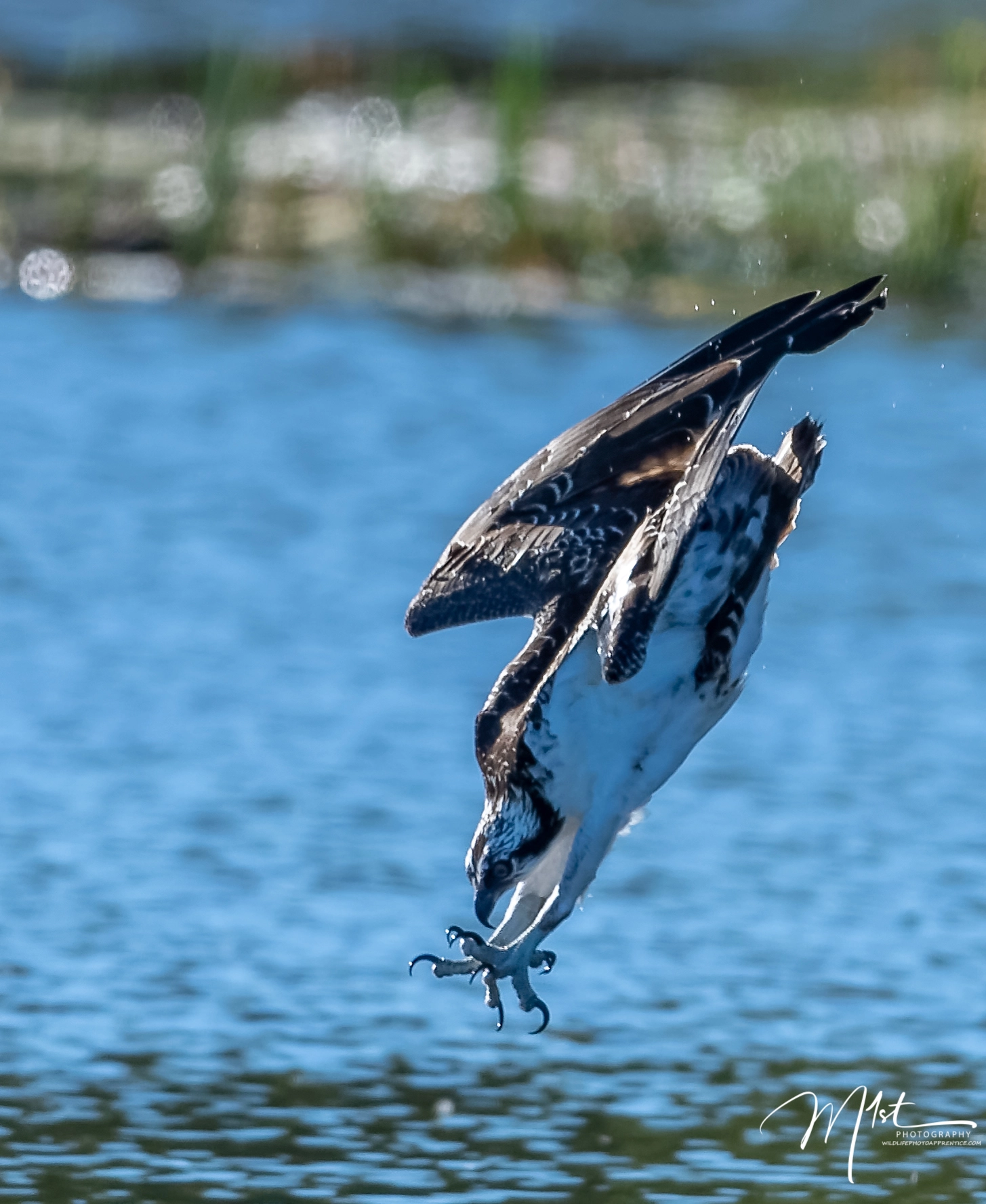 Nikon AF-S Nikkor 500mm F4G ED VR sample photo. Osprey dive photography