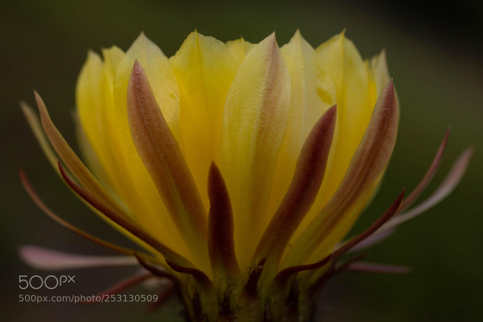 Canon EOS 5D Mark IV sample photo. Cactus blooming softer photography