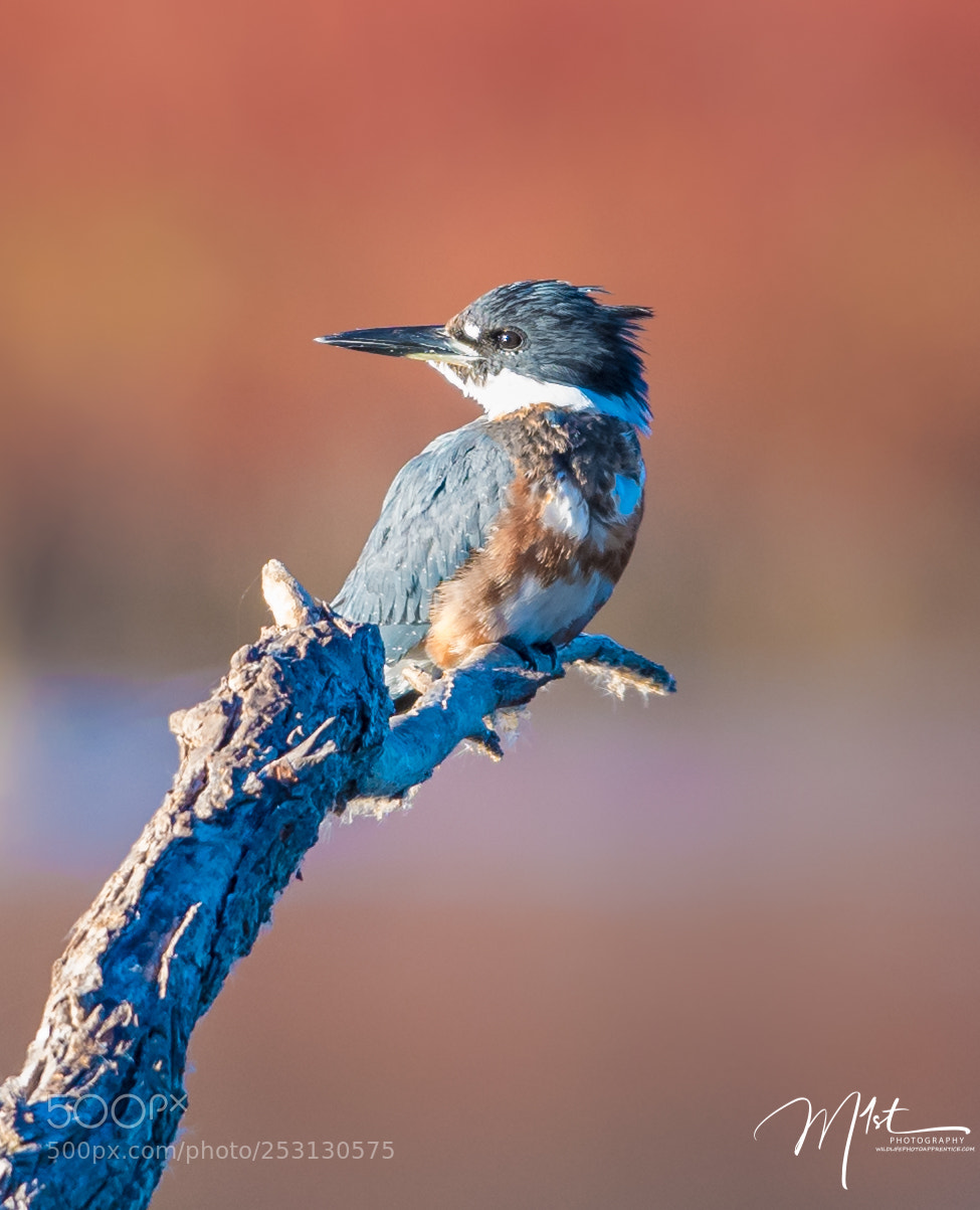 Nikon D500 sample photo. Belted kingfisher photography
