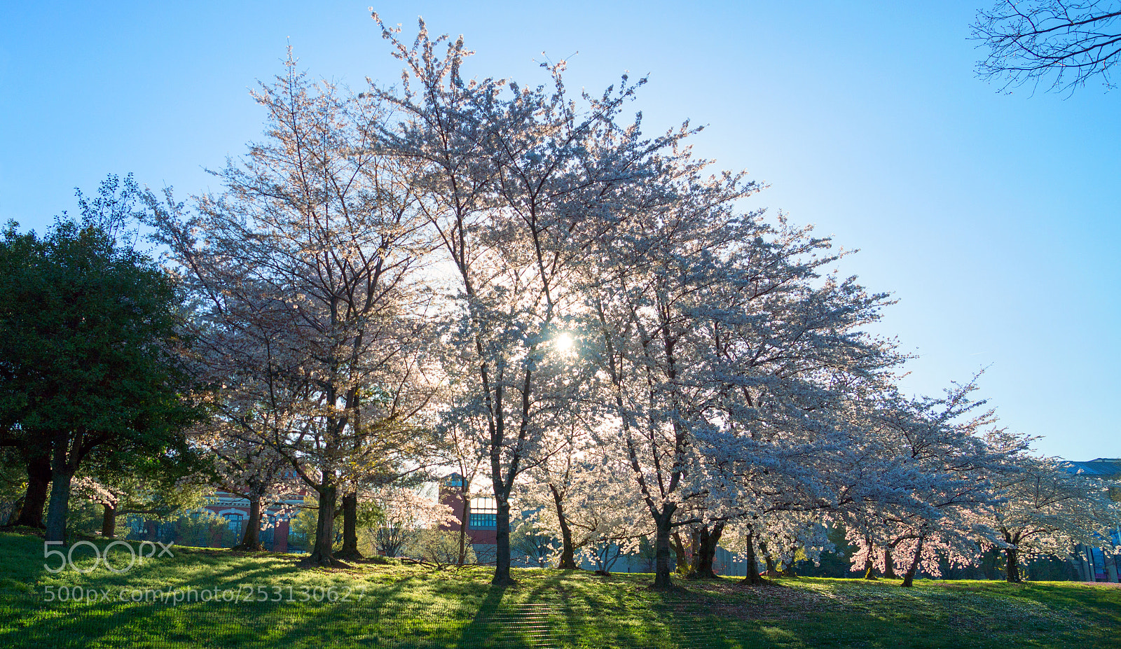 Sony SLT-A77 sample photo. Cherry blossom photography