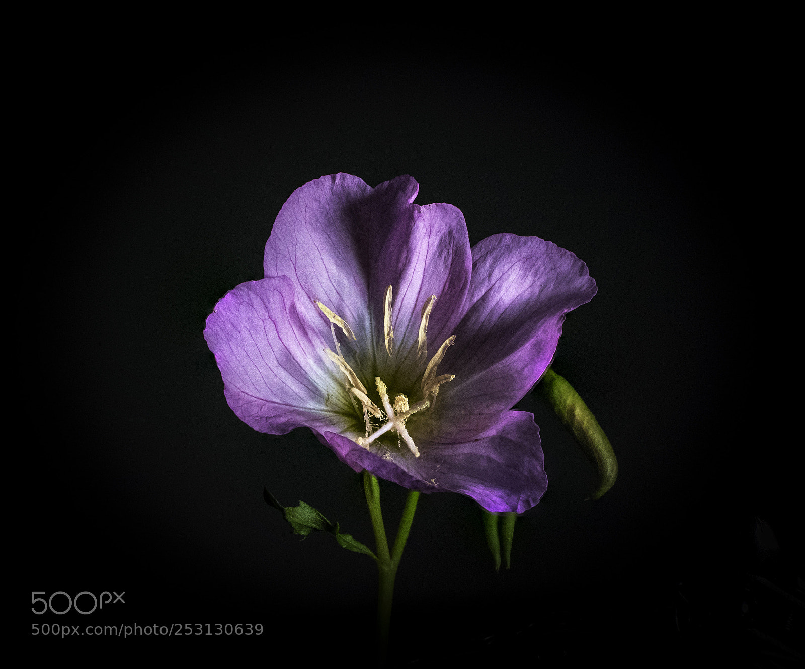 Nikon D850 sample photo. Focus stacked flower photography