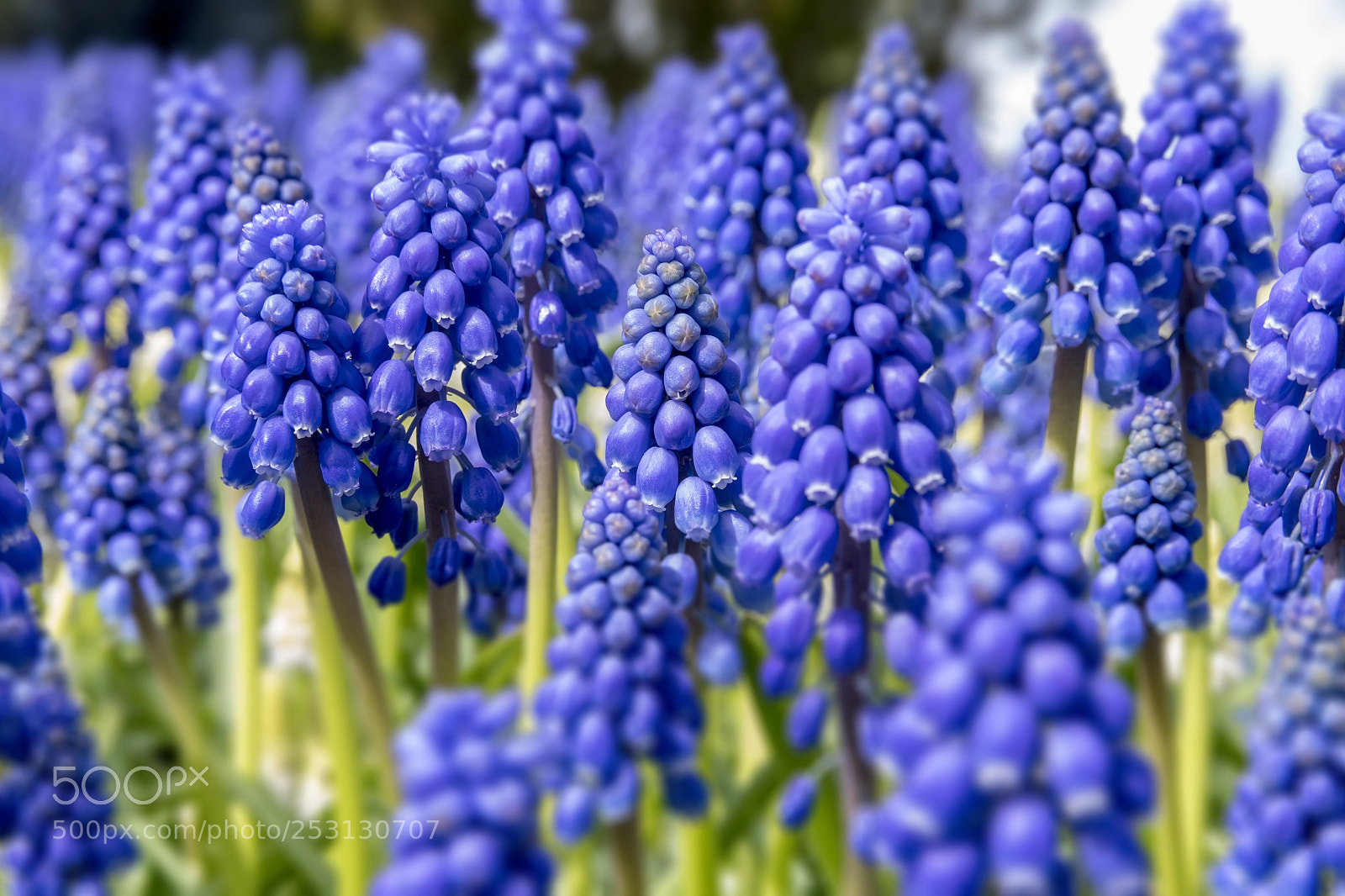 Nikon D850 sample photo. Forest of blue grape photography