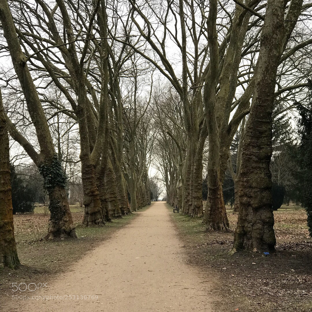 Apple iPhone 7 Plus sample photo. Tree walking trail photography
