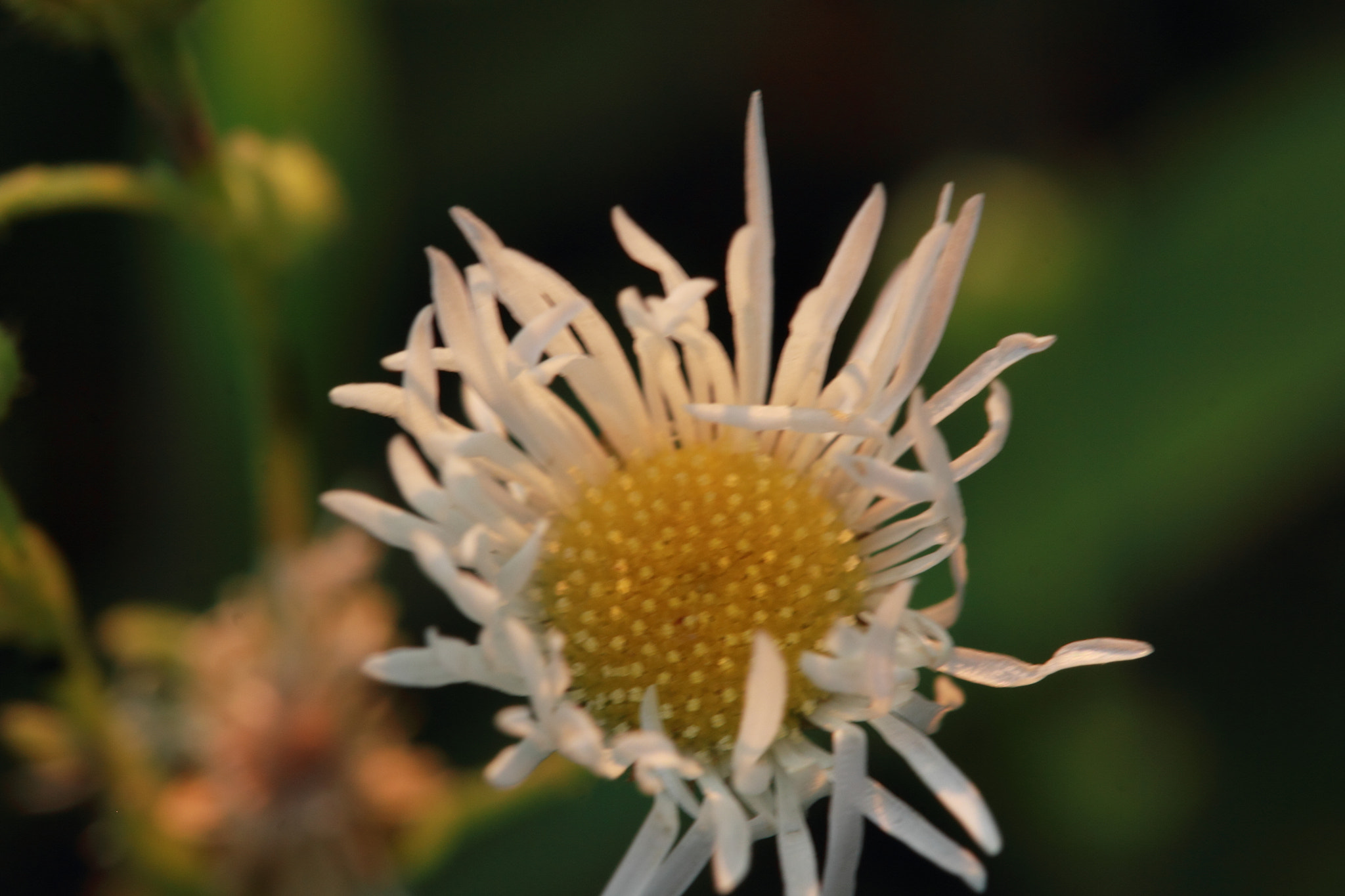 Canon EF-S 60mm F2.8 Macro USM sample photo. Fadingflower photography