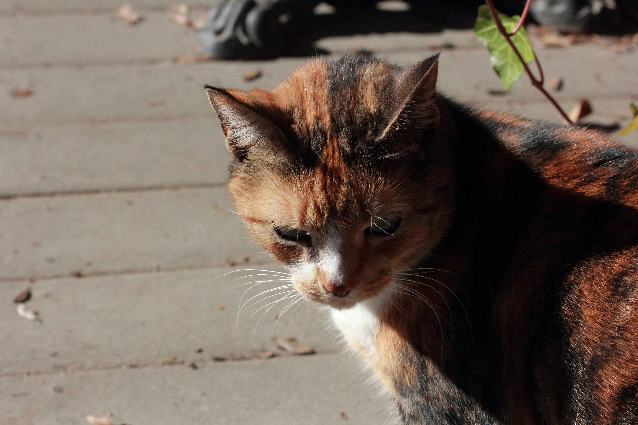 Canon EF-S 60mm F2.8 Macro USM sample photo. Cat photography