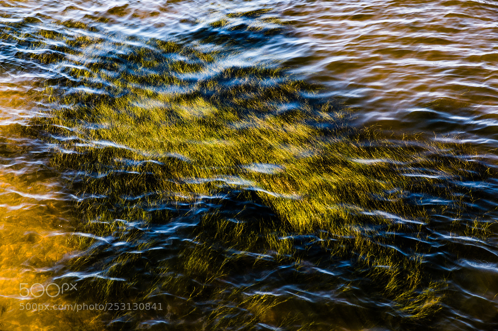 Canon EOS 5D Mark IV sample photo. Under the sea photography