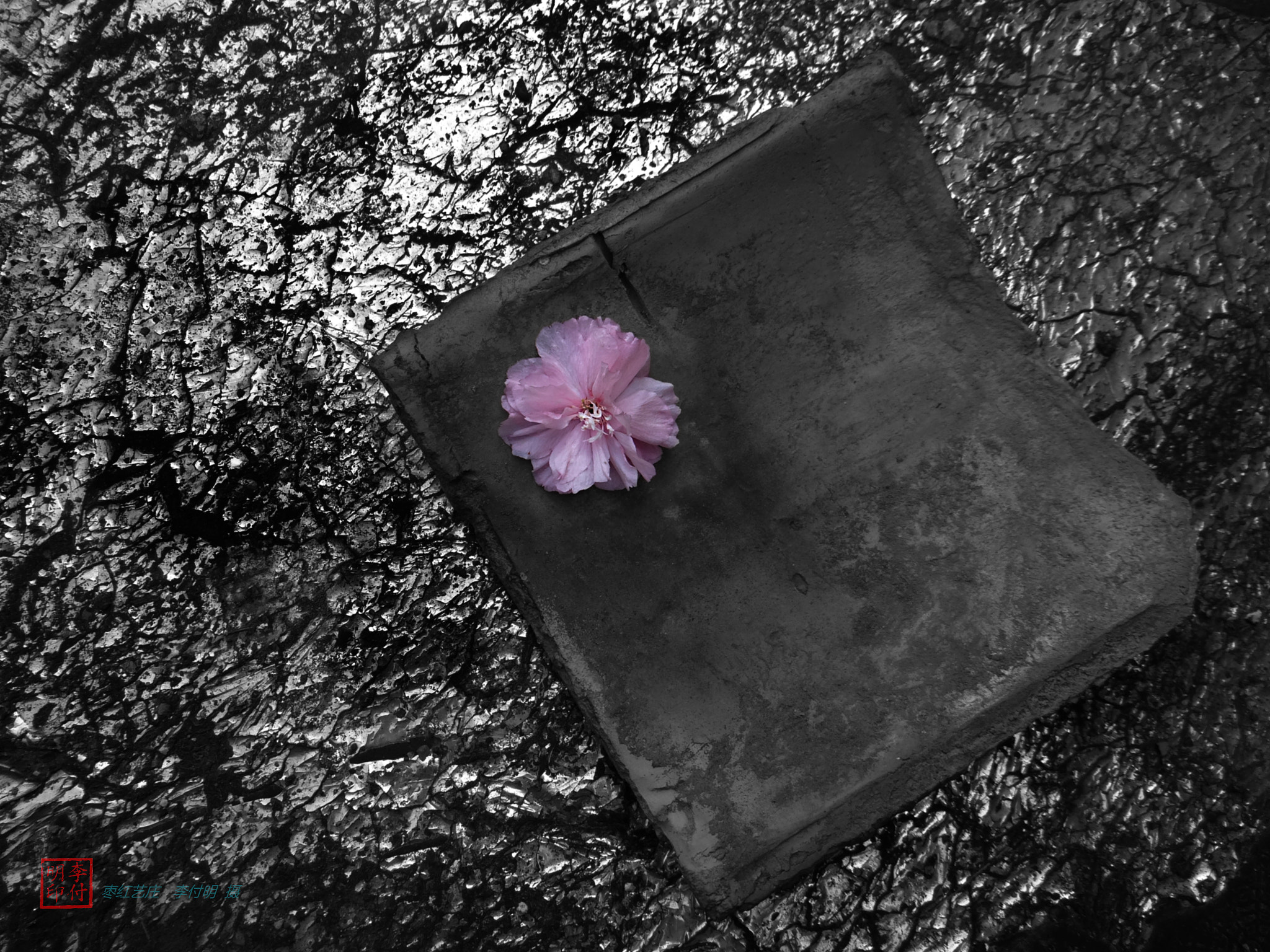 Sony DSC-HX200 sample photo. 【樱花寂语】 李付明 摄 photography