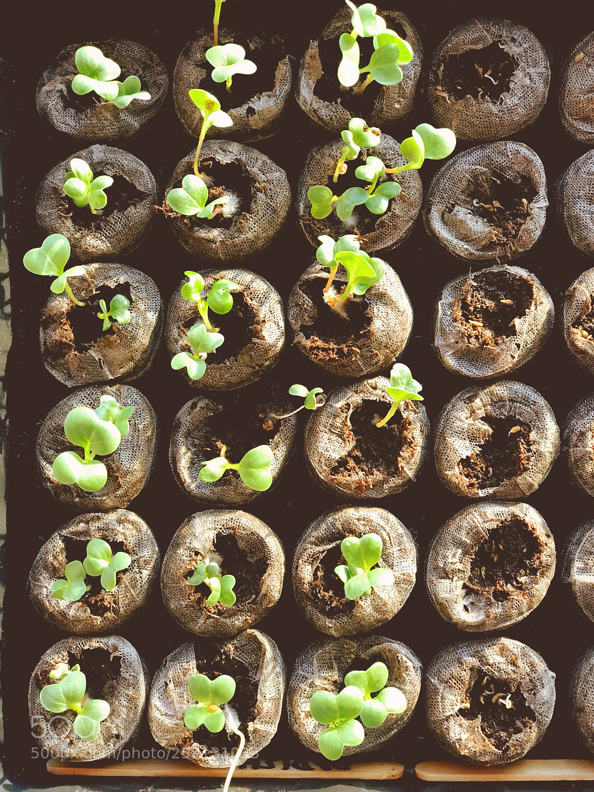 Apple iPhone 7 Plus sample photo. Seedlings photography
