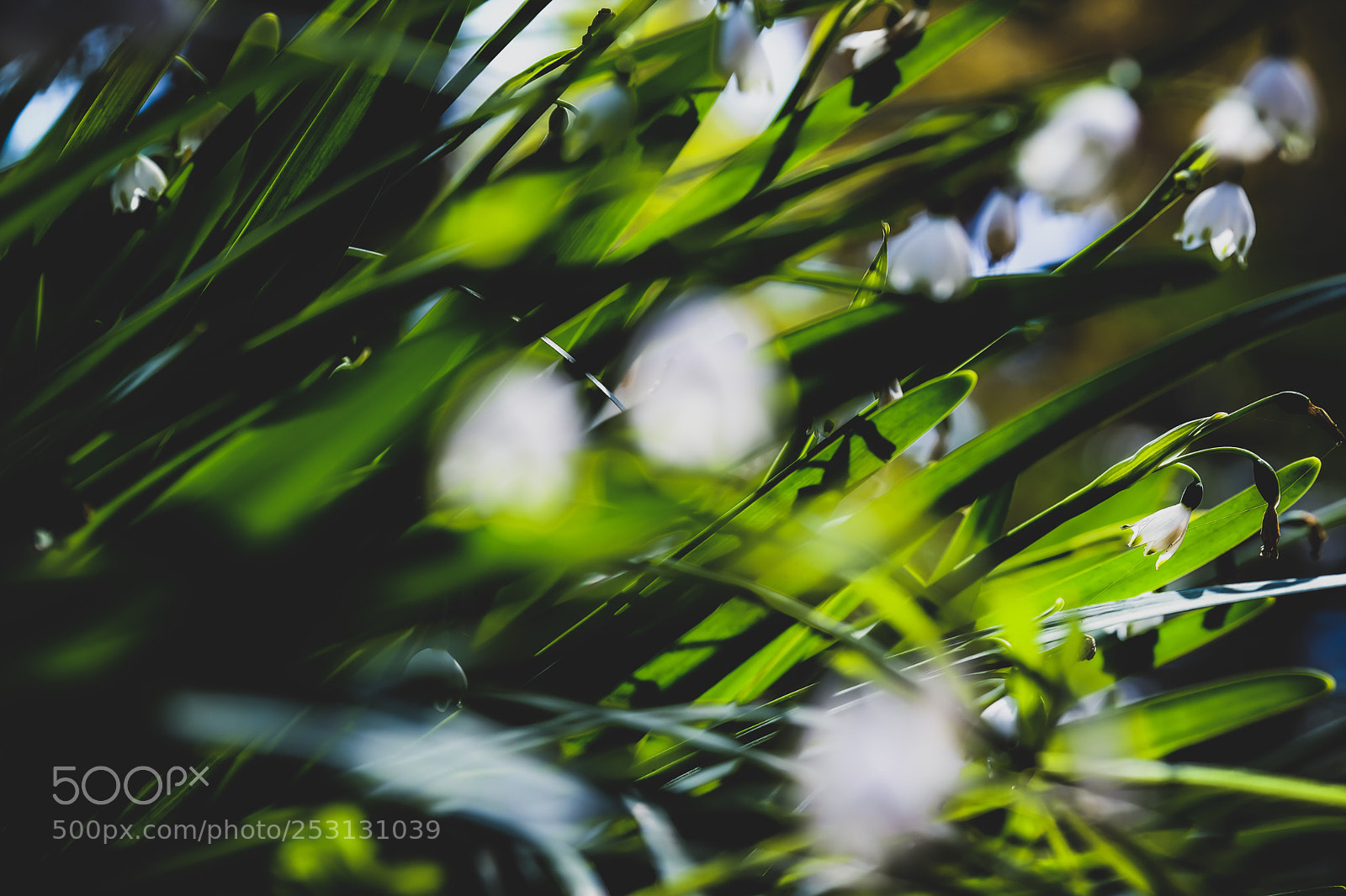 Fujifilm X-Pro2 sample photo. Polygonatum odoratum photography