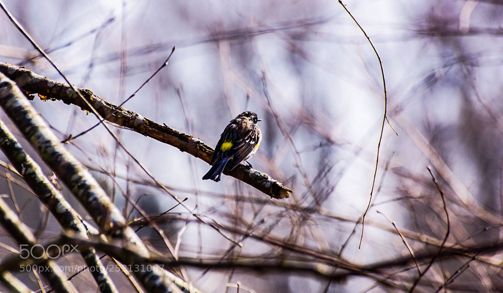 Sony a6000 sample photo. Birdie on an edge photography