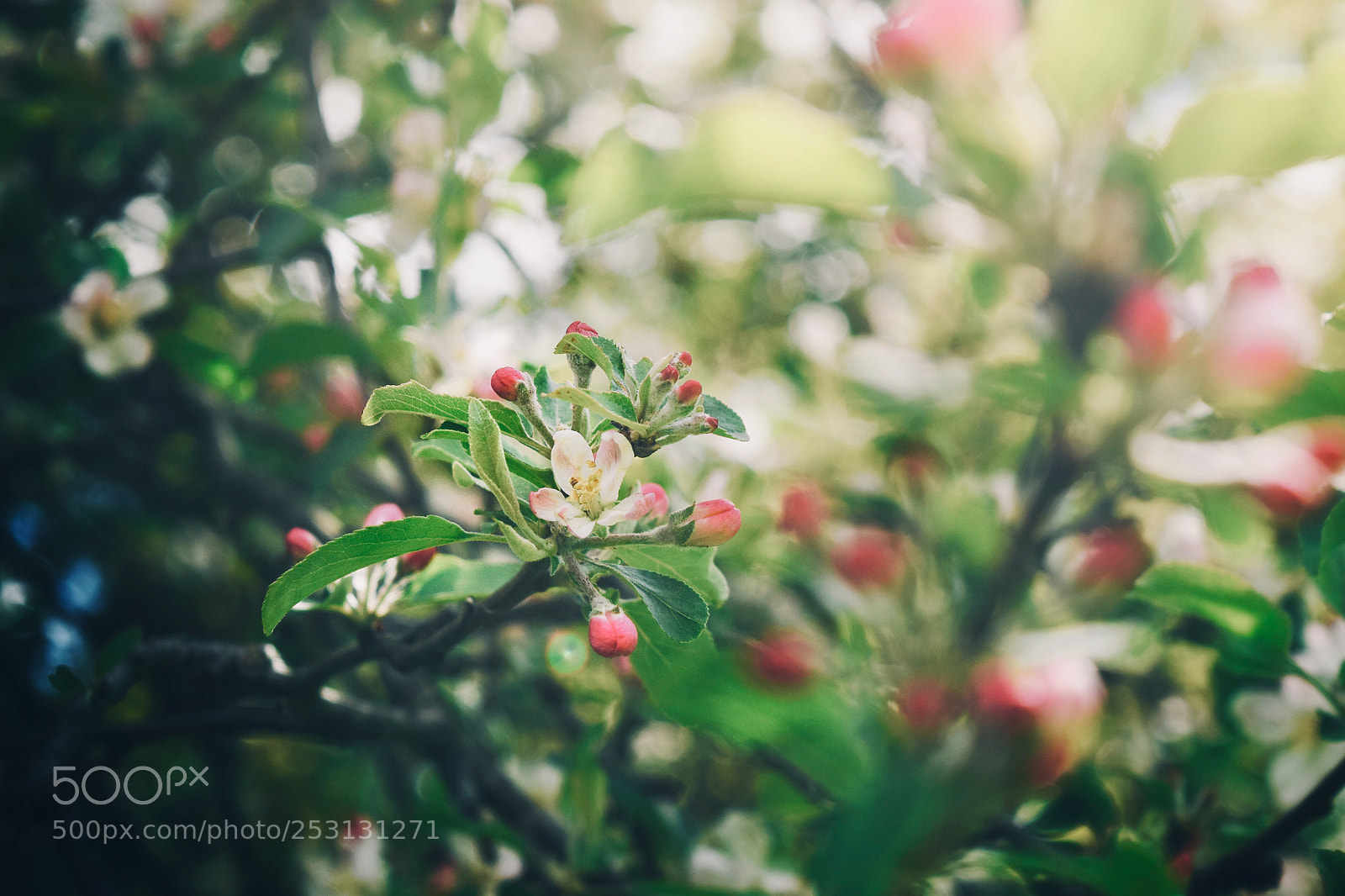 Nikon D3300 sample photo. Spring apple blossom  photography