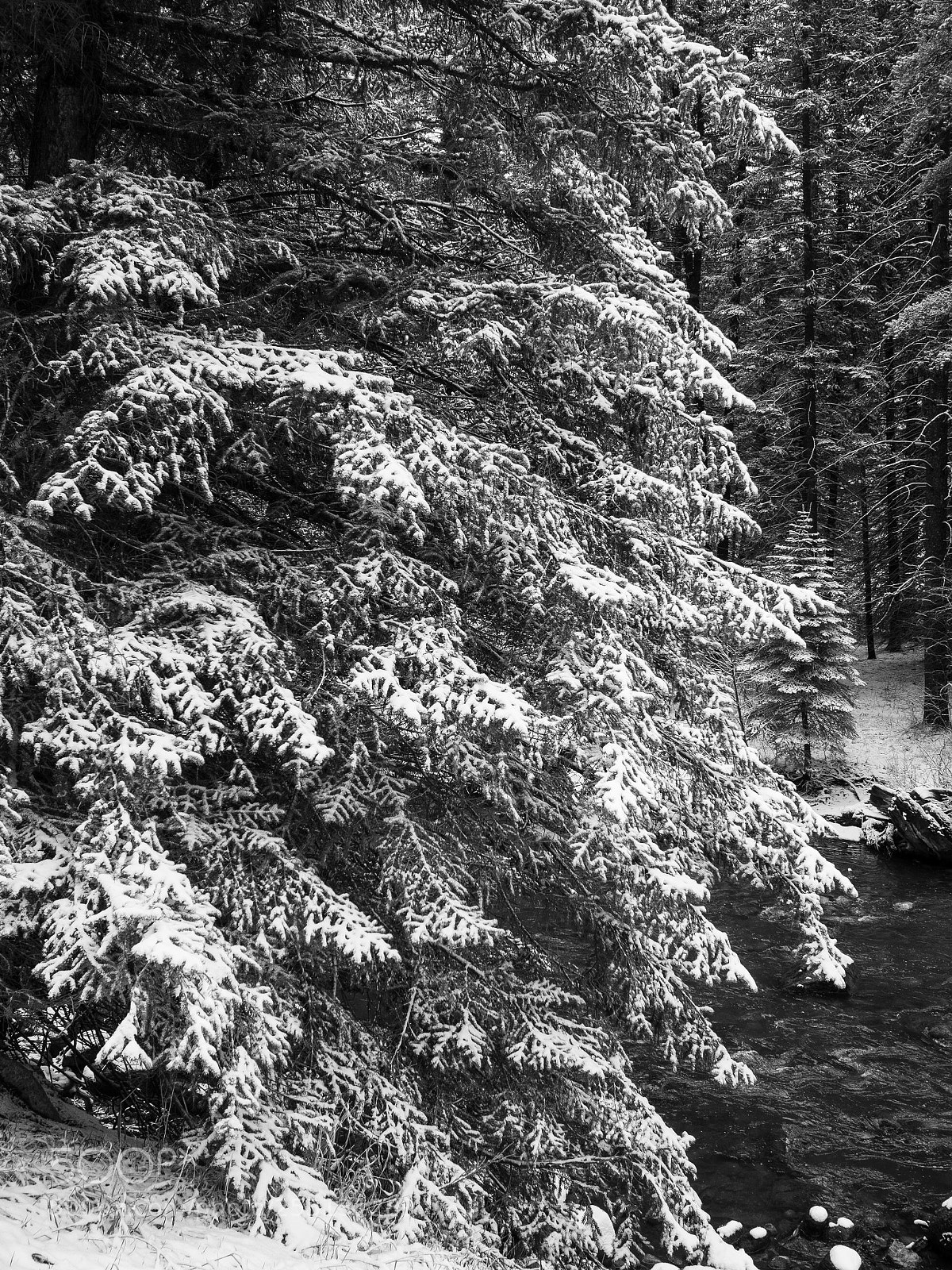 Olympus OM-D E-M10 II sample photo. Streamside vail photography