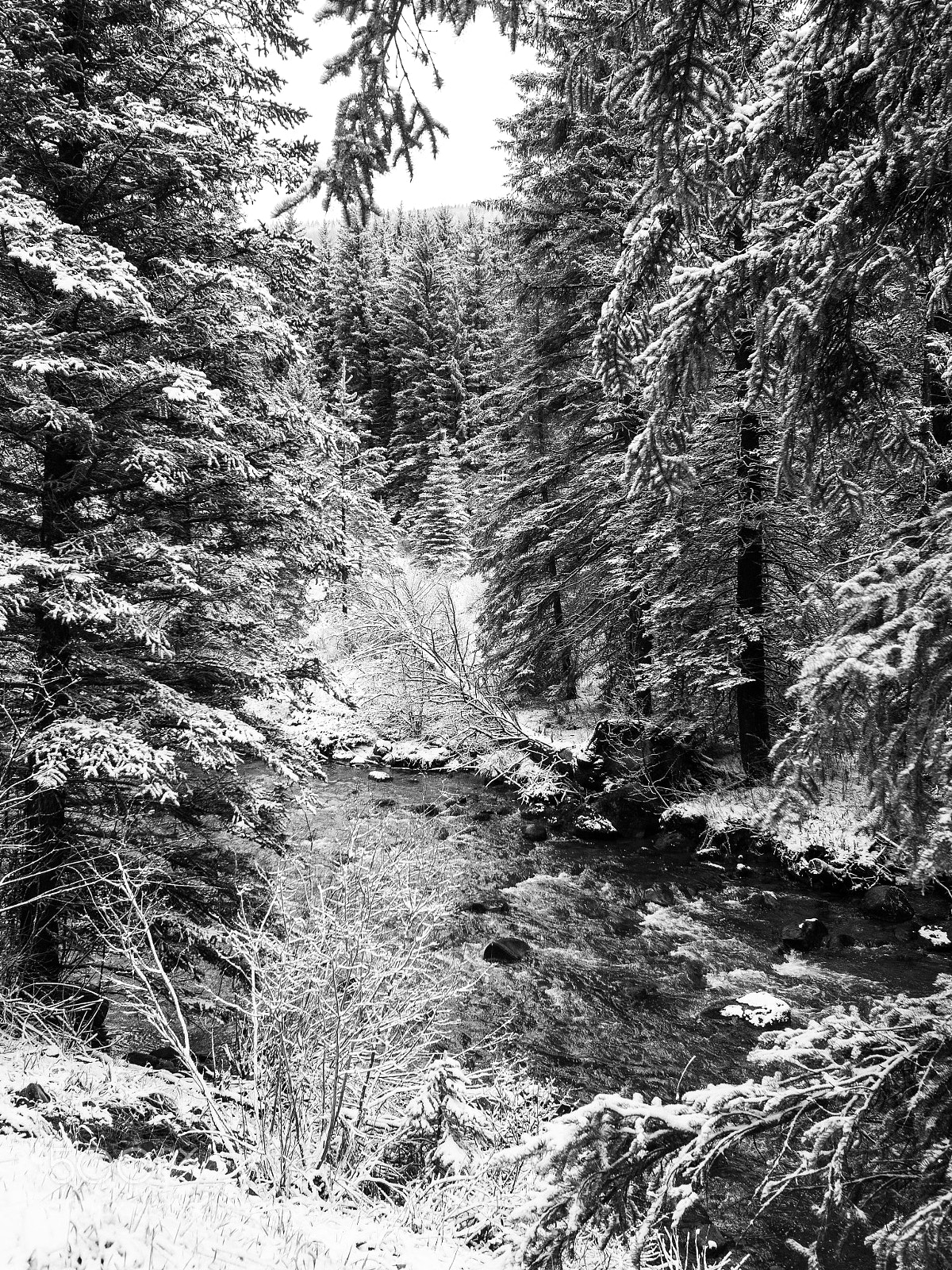 Olympus OM-D E-M10 II sample photo. Streamside vail photography