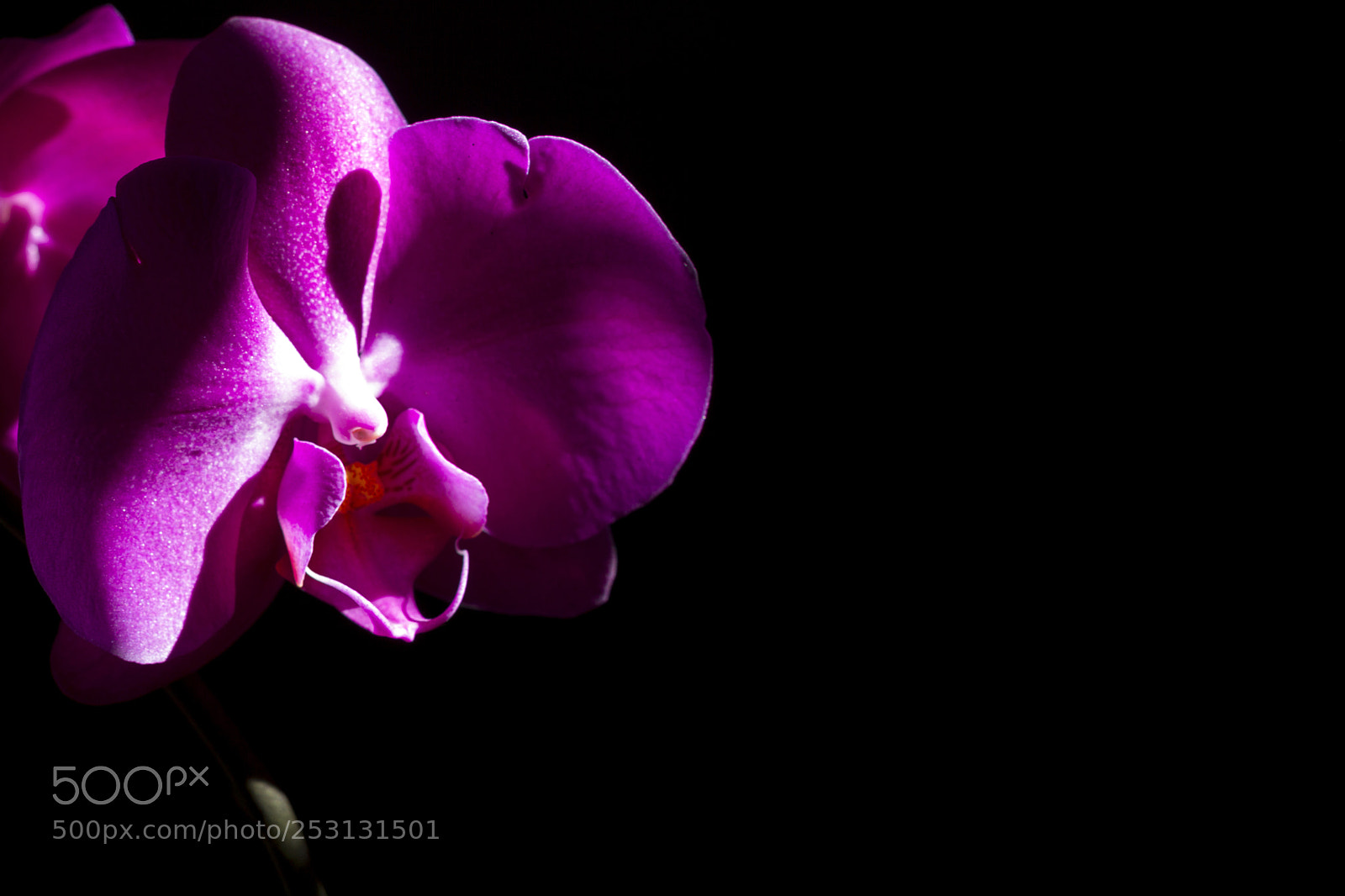 Canon EOS 7D sample photo. Orquidea photography