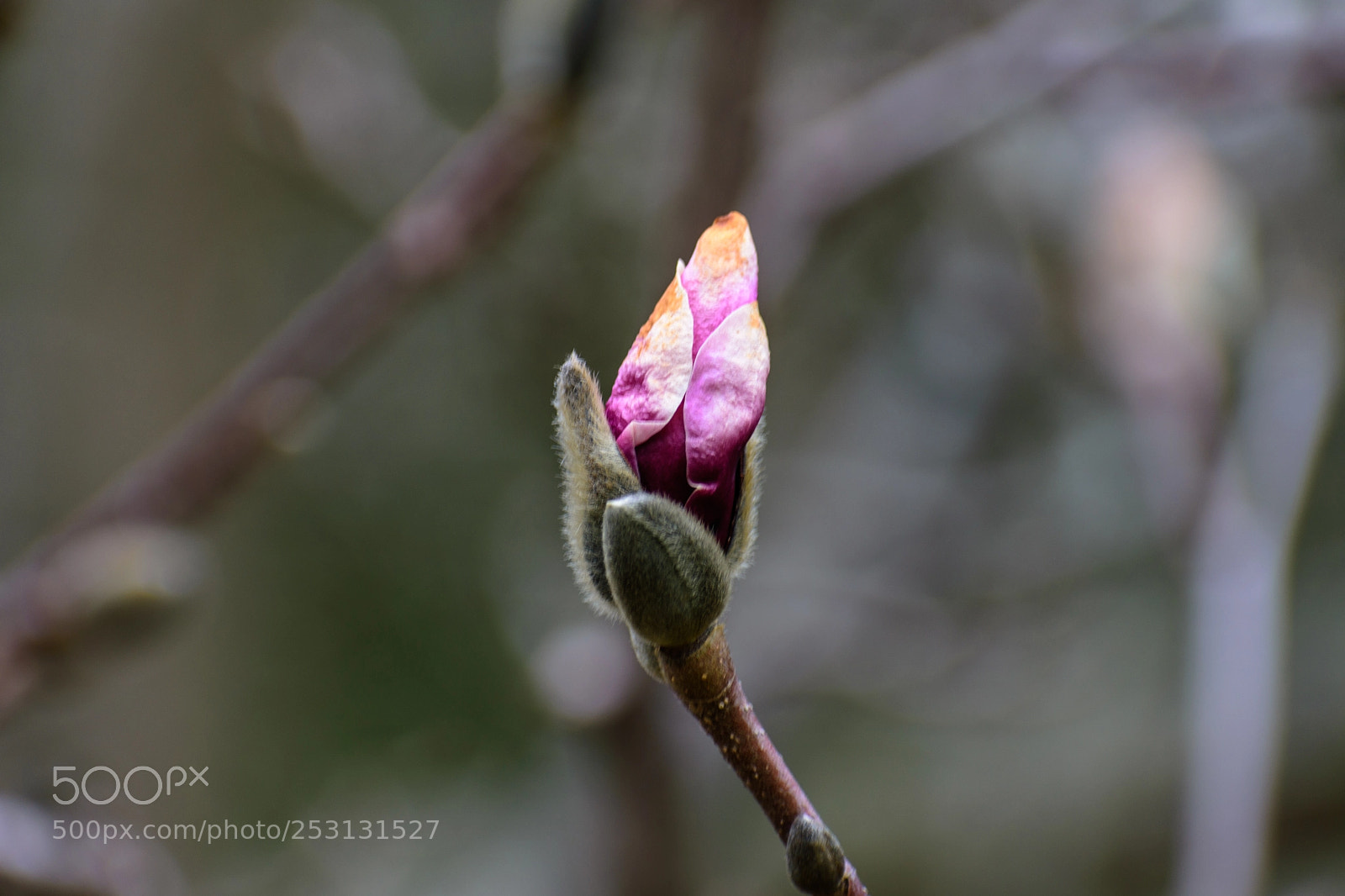 Nikon D7200 sample photo. Purple magnolia photography