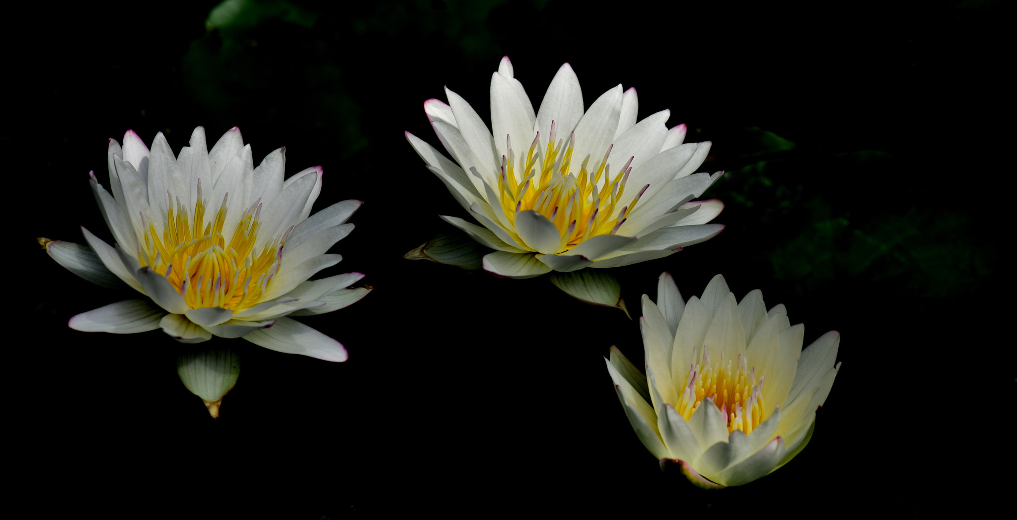 Nikon AF-S Micro-Nikkor 105mm F2.8G IF-ED VR sample photo