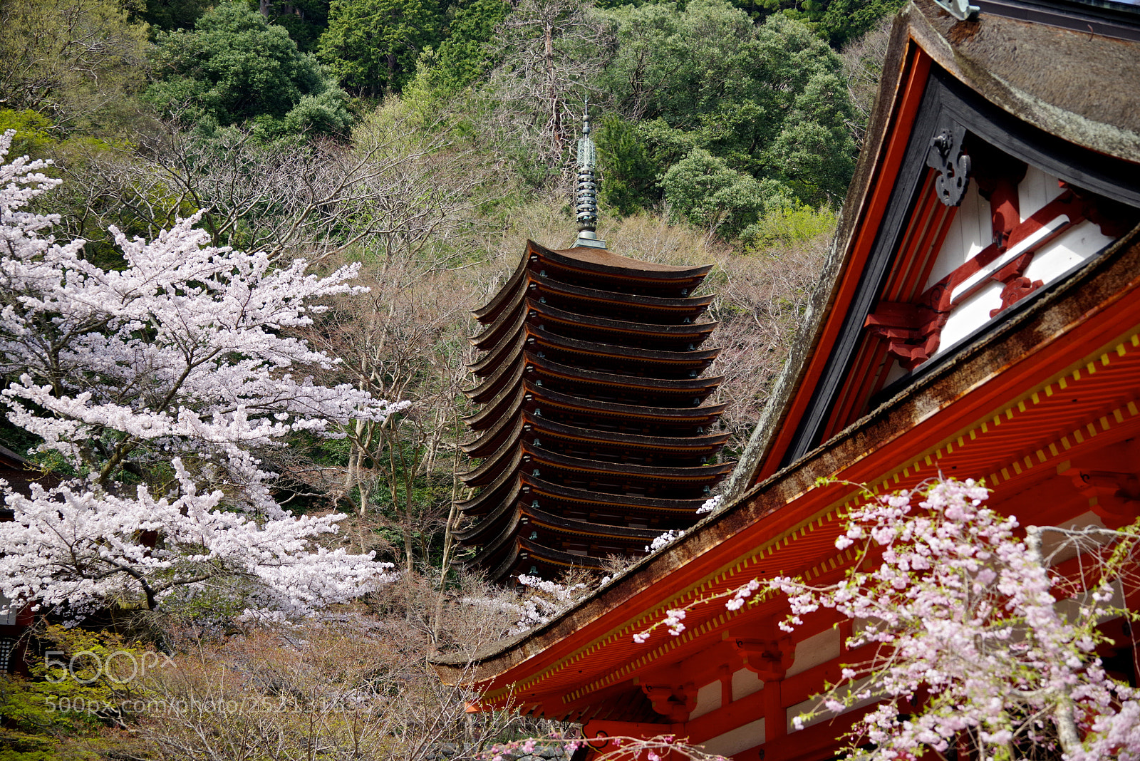 Pentax K-1 sample photo. Nara cherry photography