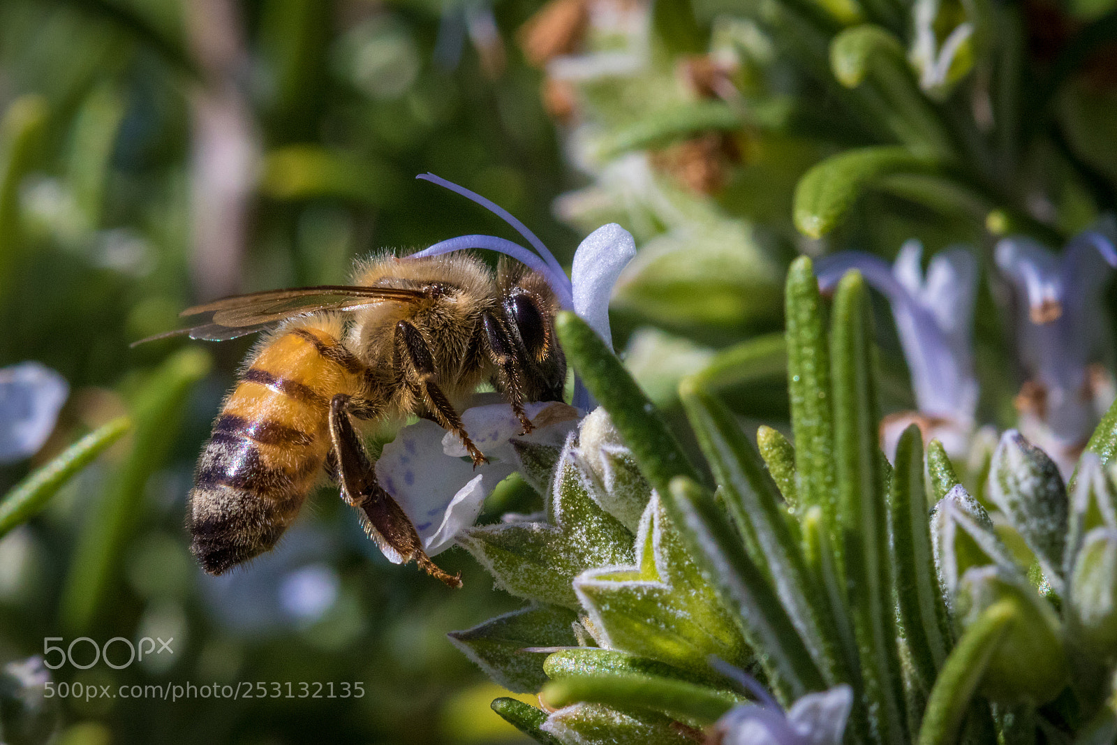 Canon EOS 7D Mark II sample photo. Bee foraging for pollen photography