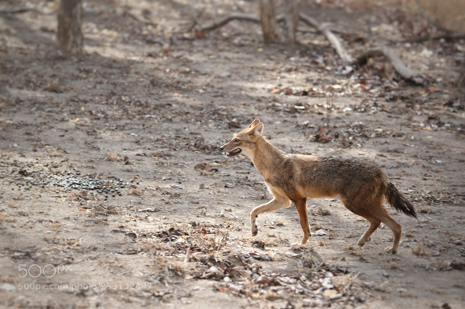 Canon EOS 1200D (EOS Rebel T5 / EOS Kiss X70 / EOS Hi) sample photo. Golden indian jackal photography