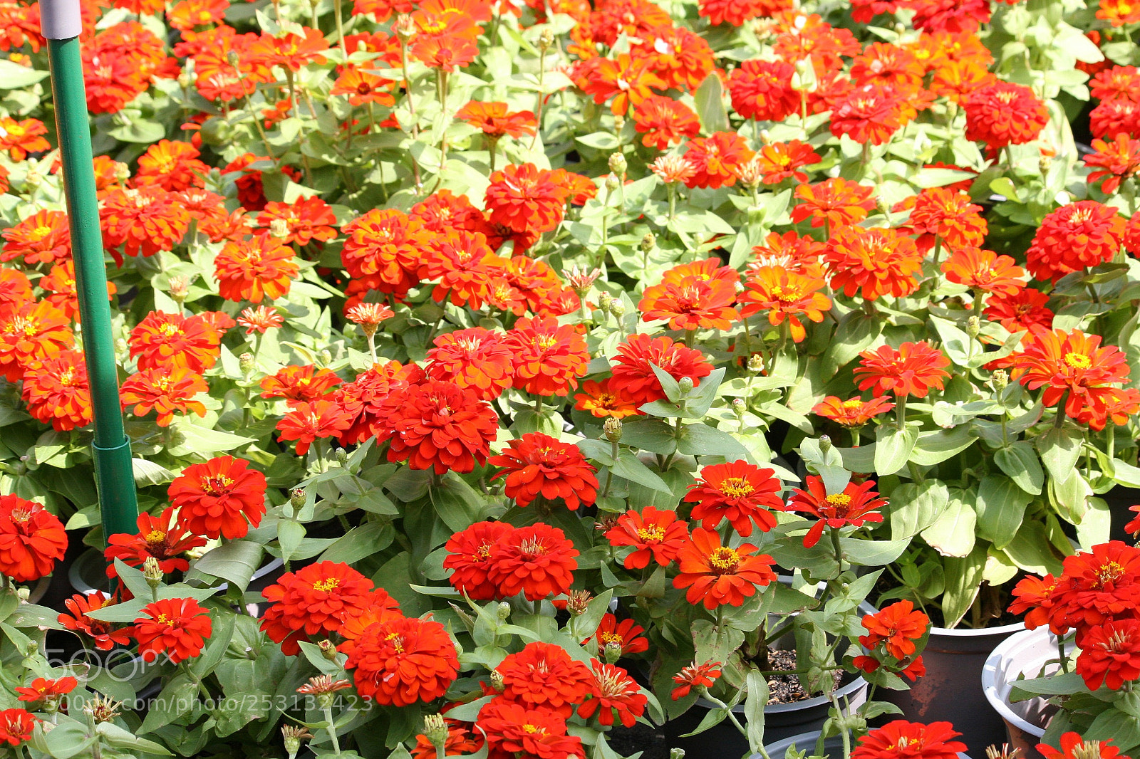 Canon EOS 30D sample photo. Img photography