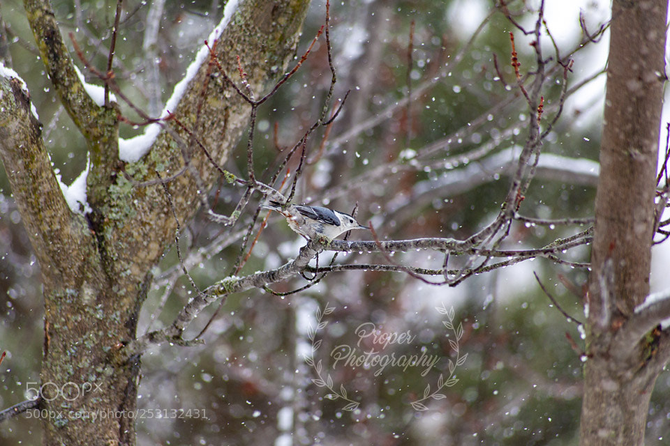 Canon EOS 5D Mark II sample photo. Happy nuthatch photography