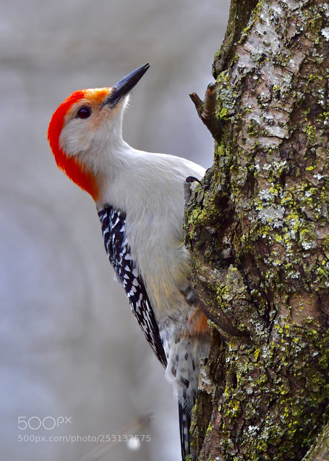 Nikon D5 sample photo. Red-bellied woodpecker
紅腹啄木鳥 photography