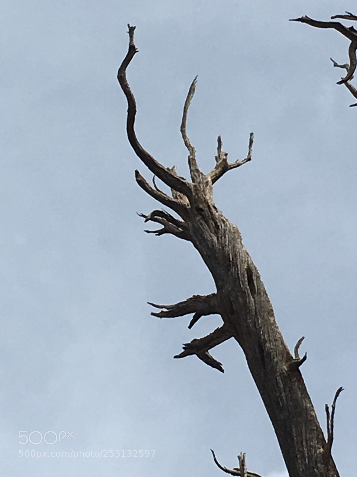 Apple iPhone 6s sample photo. Tree skeleton  photography