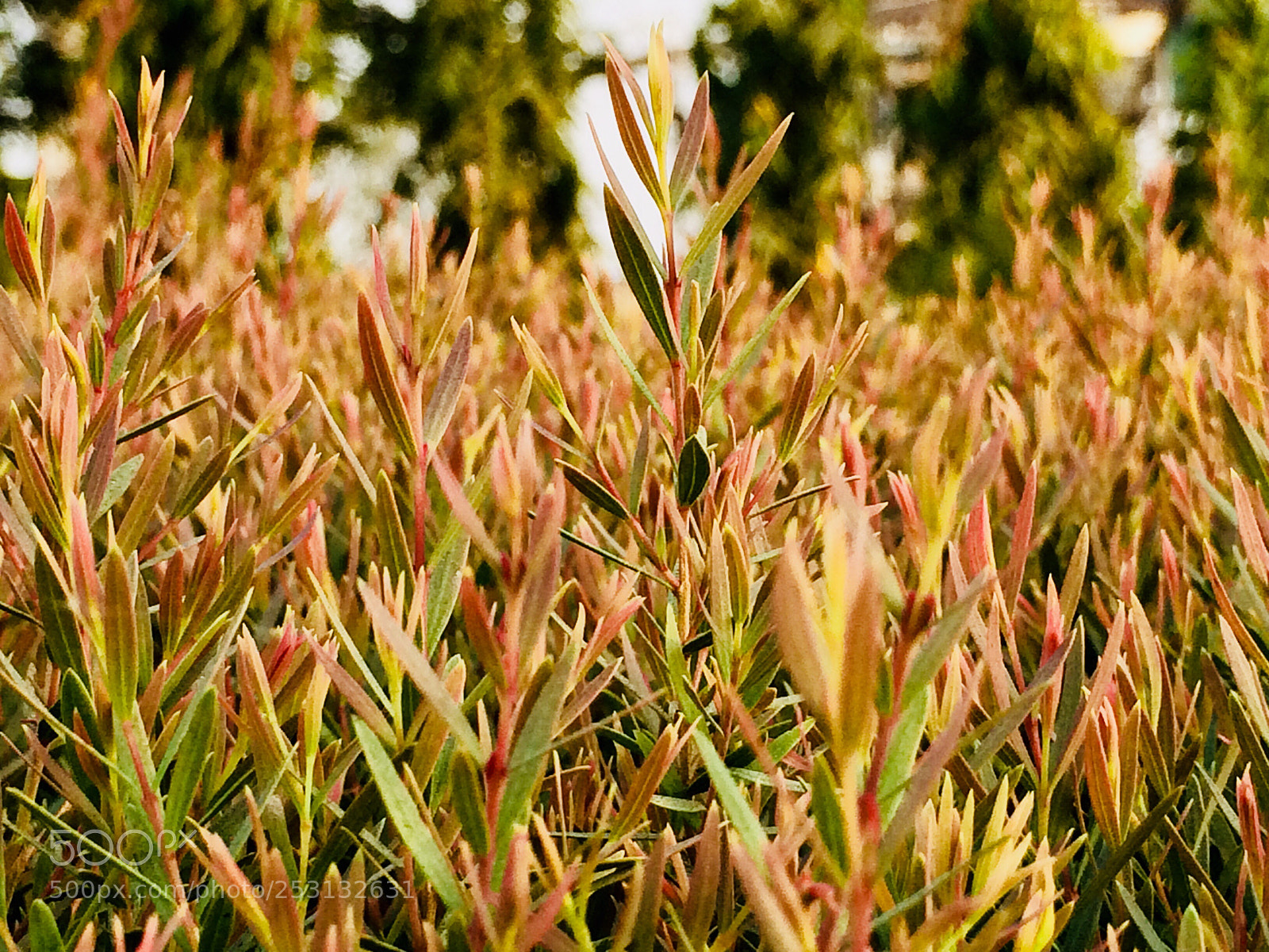 Apple iPhone 5s sample photo. Untitled photography
