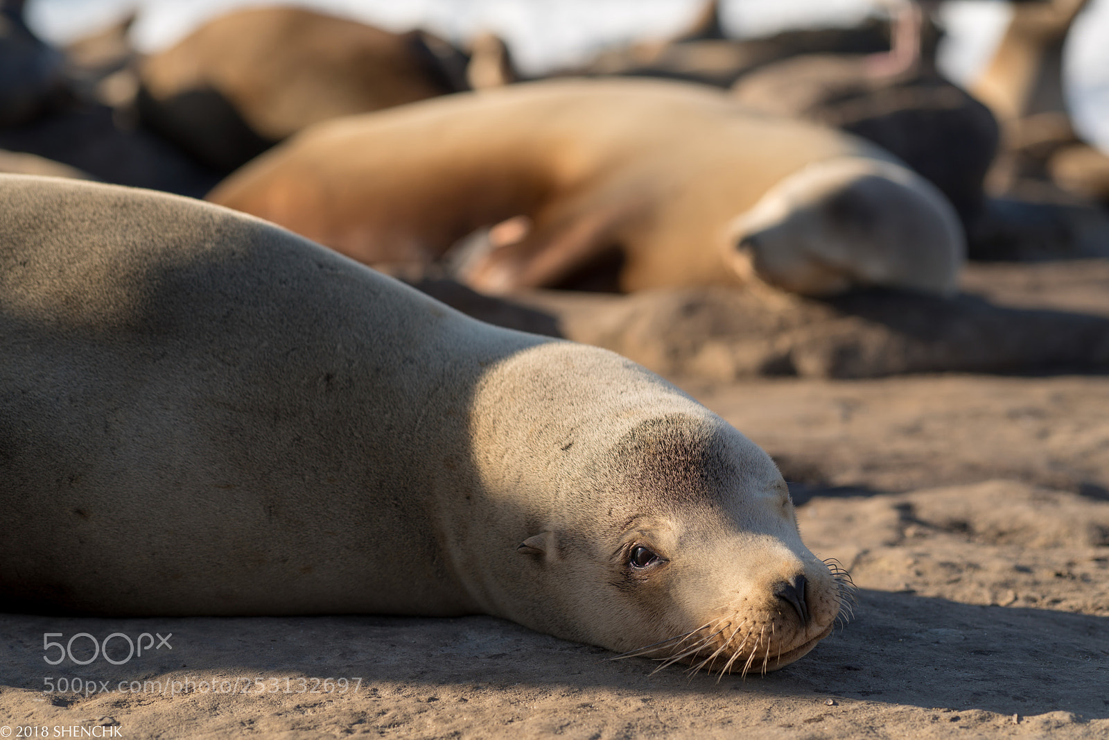 Sony a99 II sample photo. Travel in ca photography