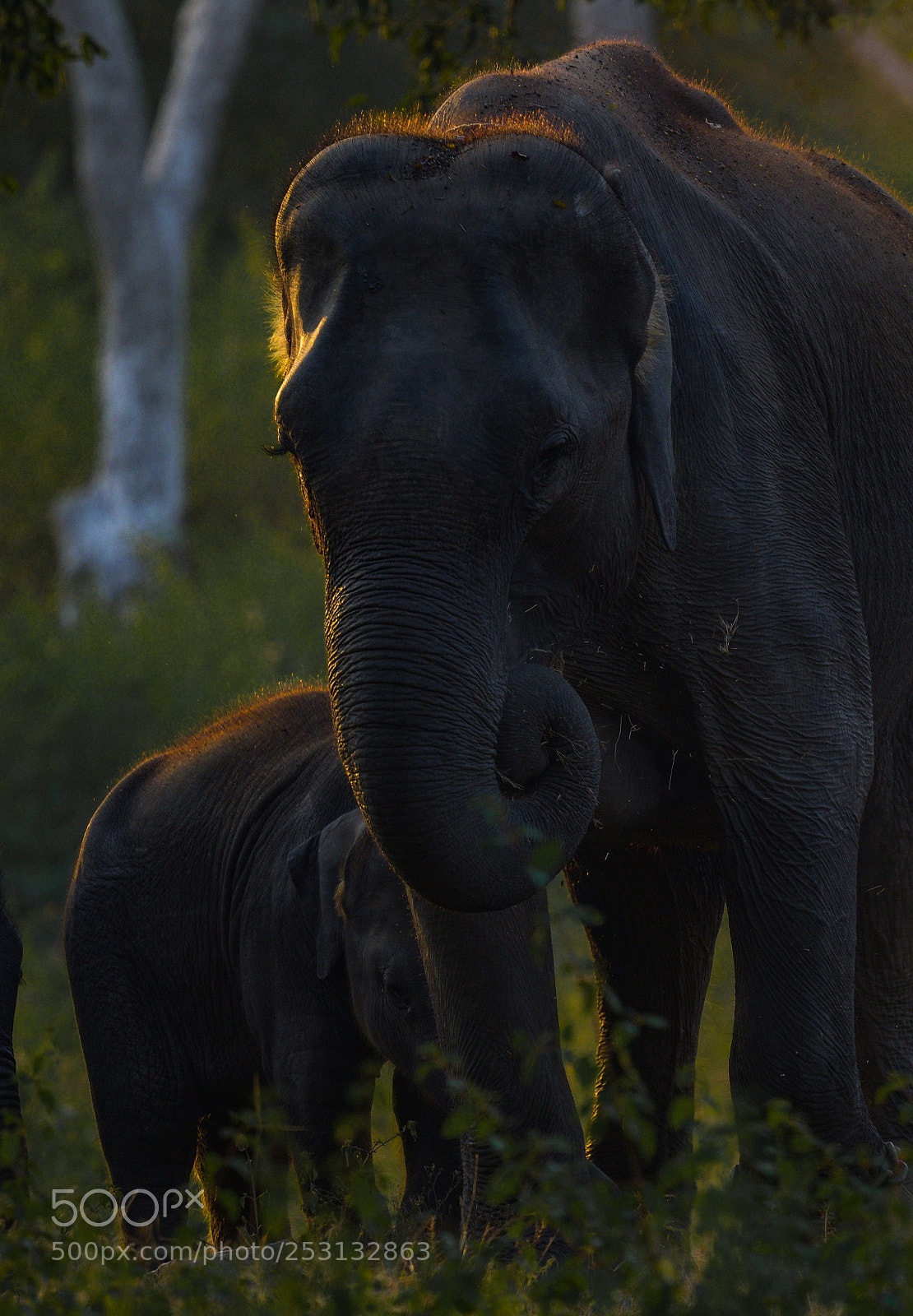 Nikon D500 sample photo. Elephants at sunset photography