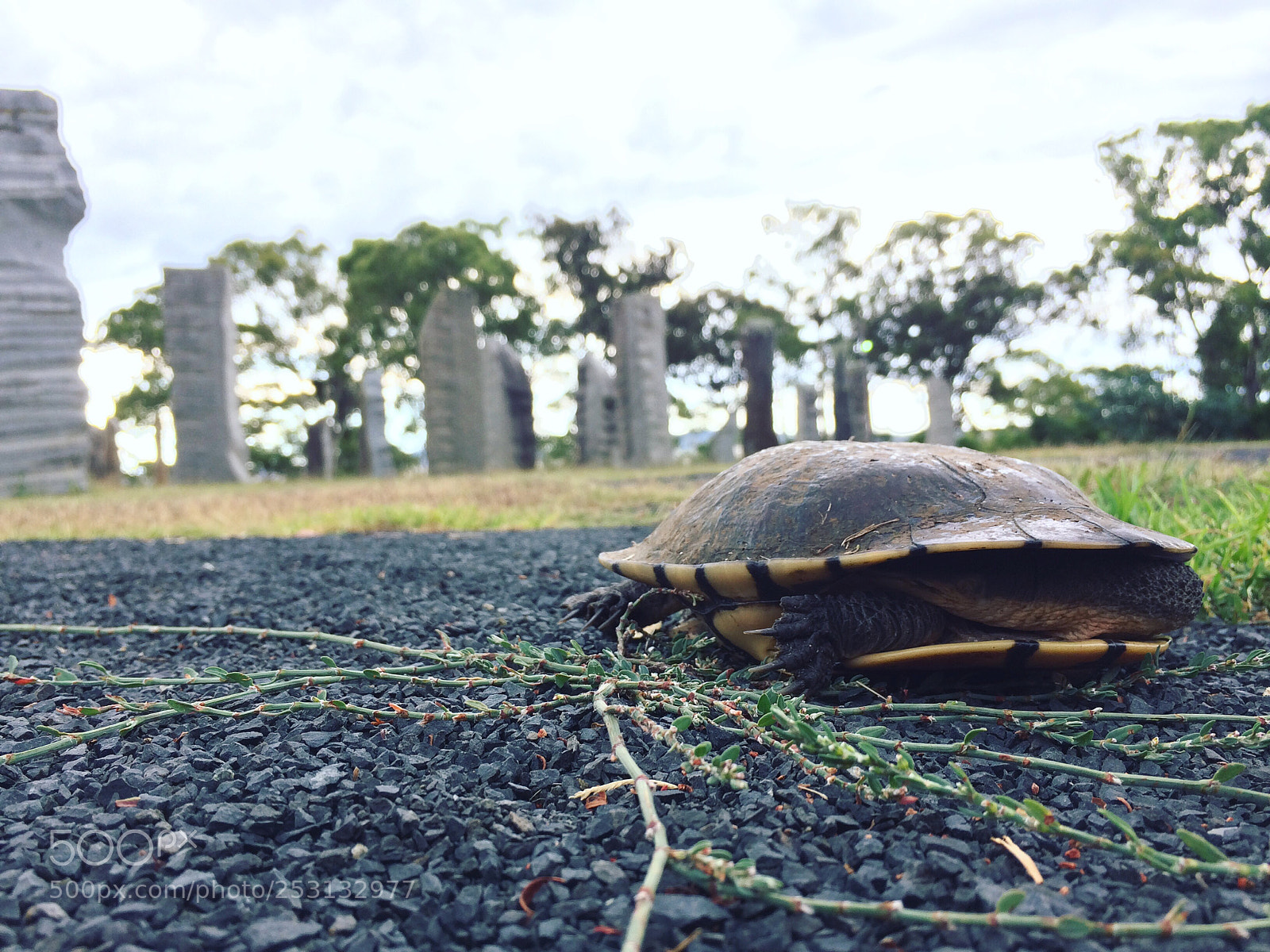 Apple iPhone 5s sample photo. Unplanned visitor. photography