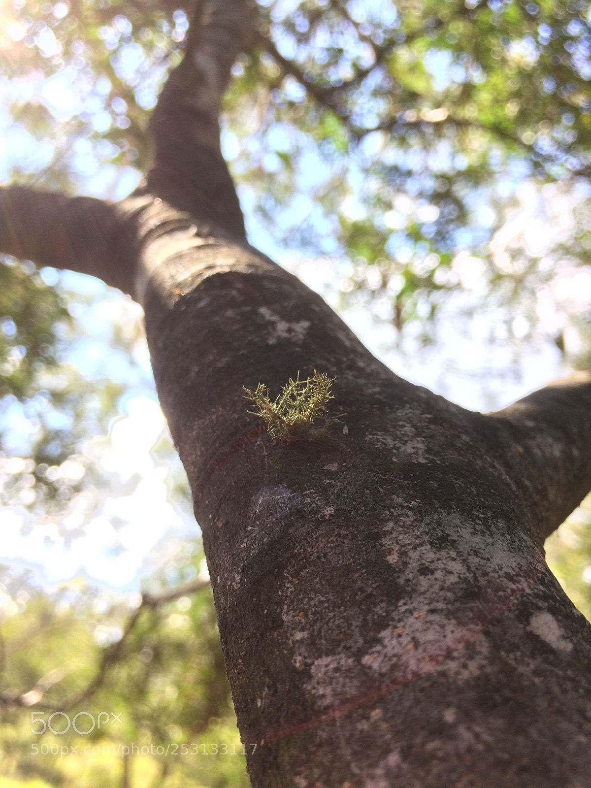Apple iPhone 5s sample photo. Up to the sky  photography