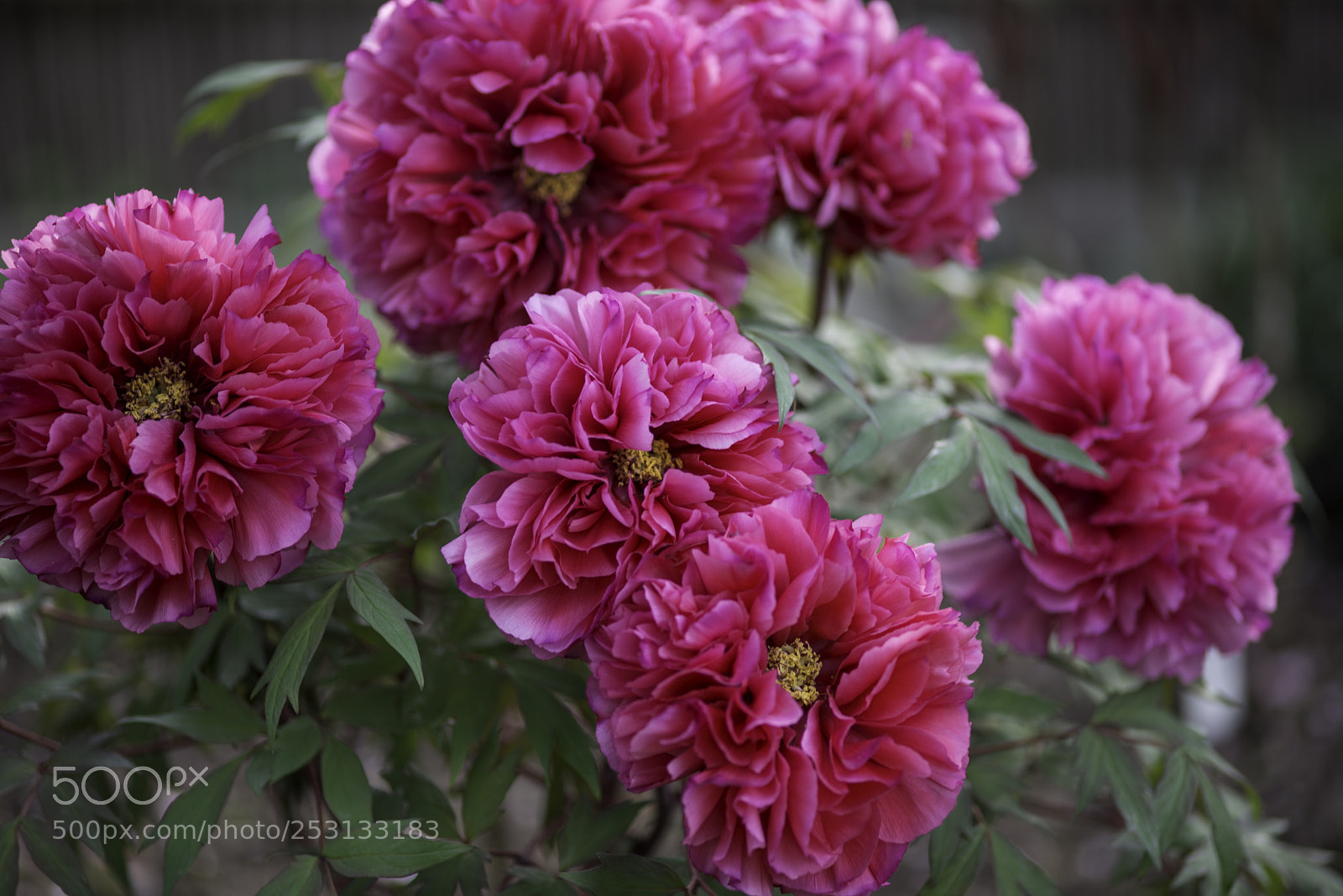Nikon D800E sample photo. Peonies photography