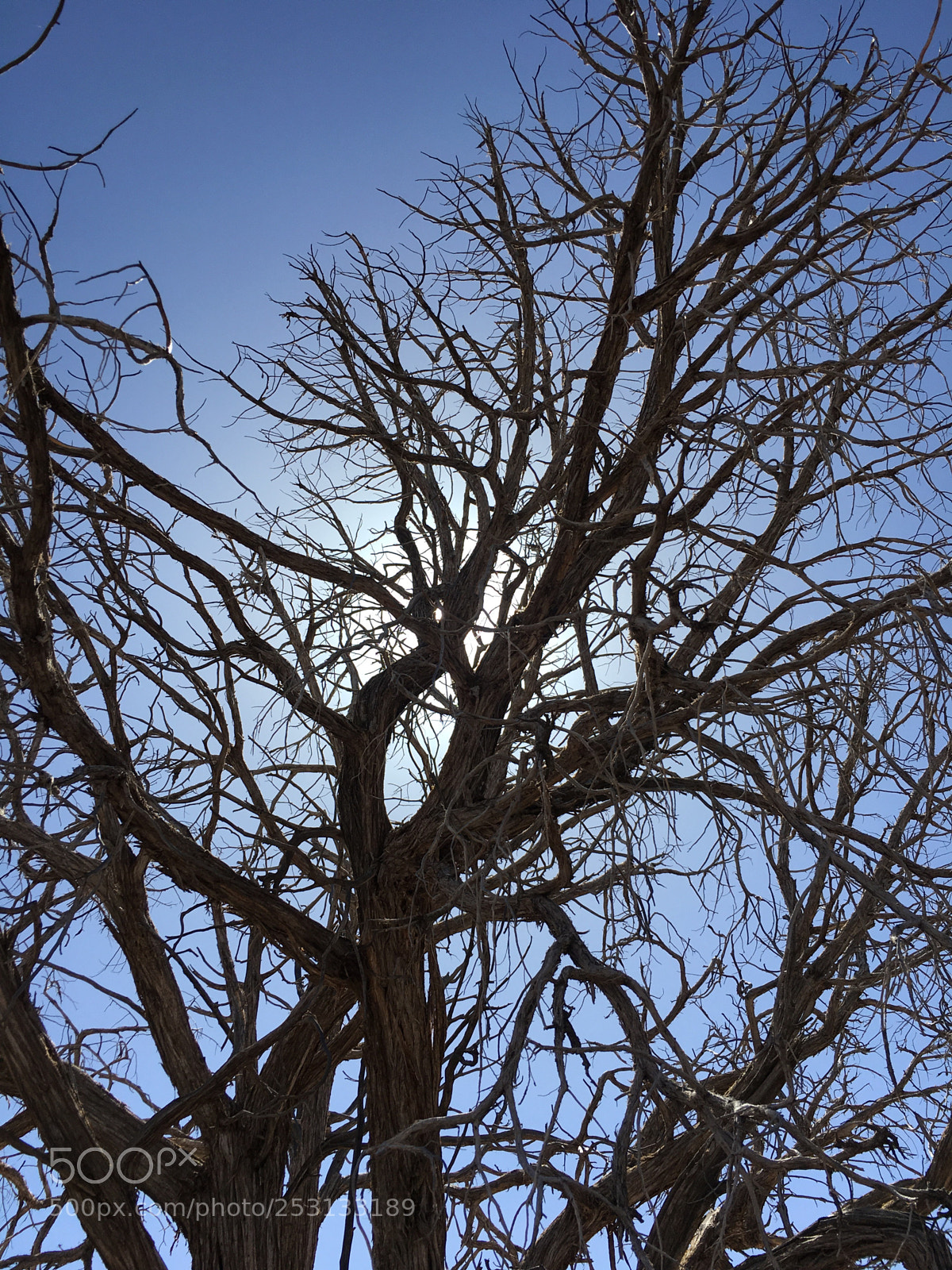 Apple iPhone 6s sample photo. Tree silhouette  photography