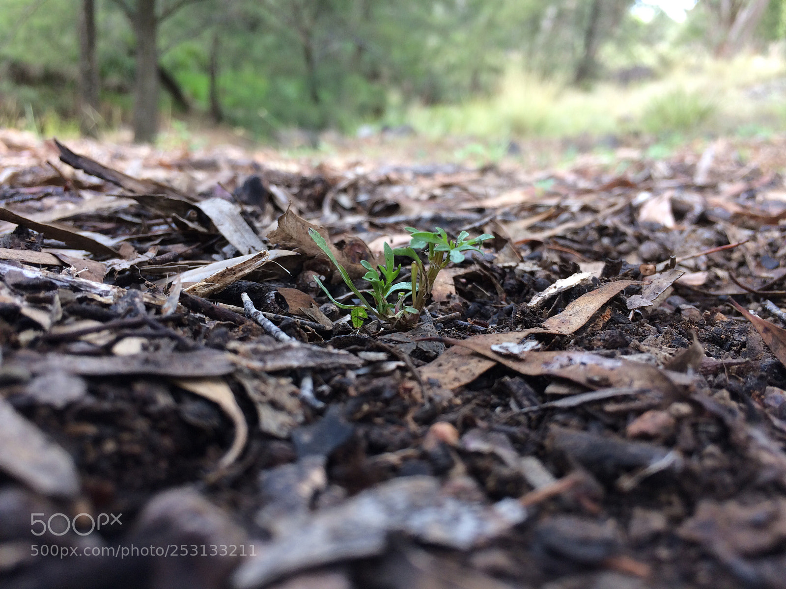 Apple iPhone 5s sample photo. New life. photography