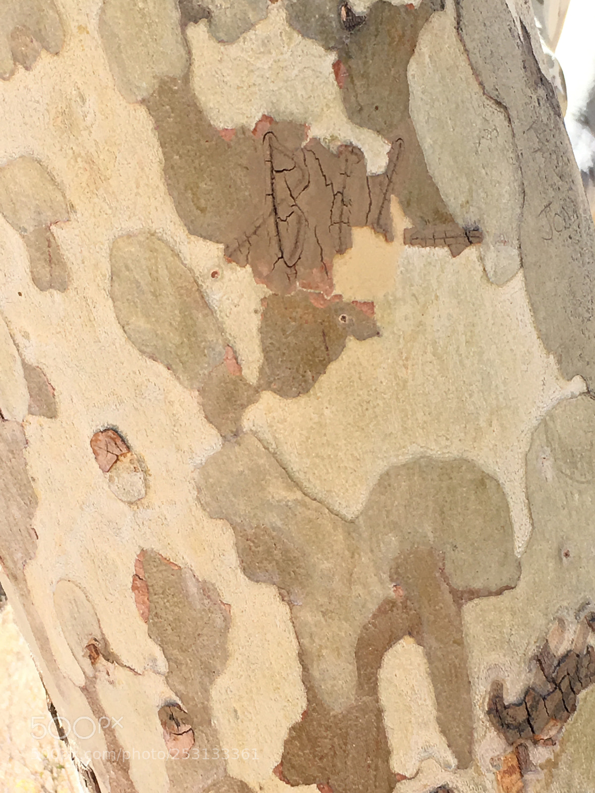 Apple iPhone 6s sample photo. Tree pattern photography