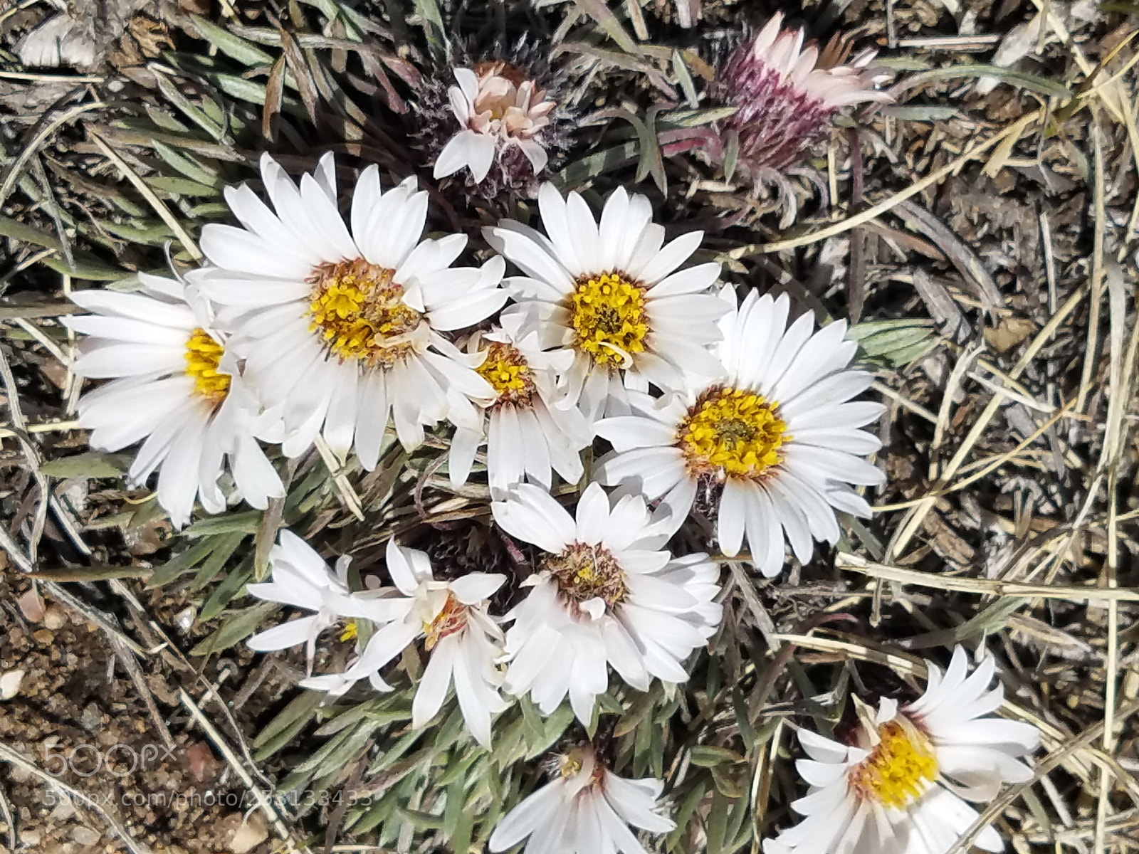 Samsung Galaxy S7 sample photo. Spring flowers photography