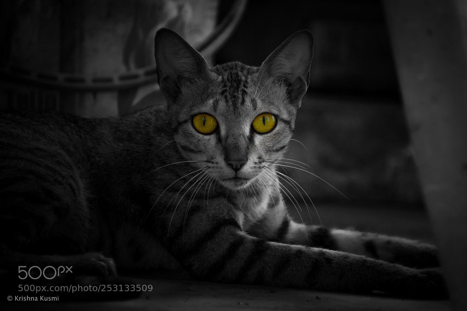 Nikon D3300 sample photo. The cat & it's eyes photography