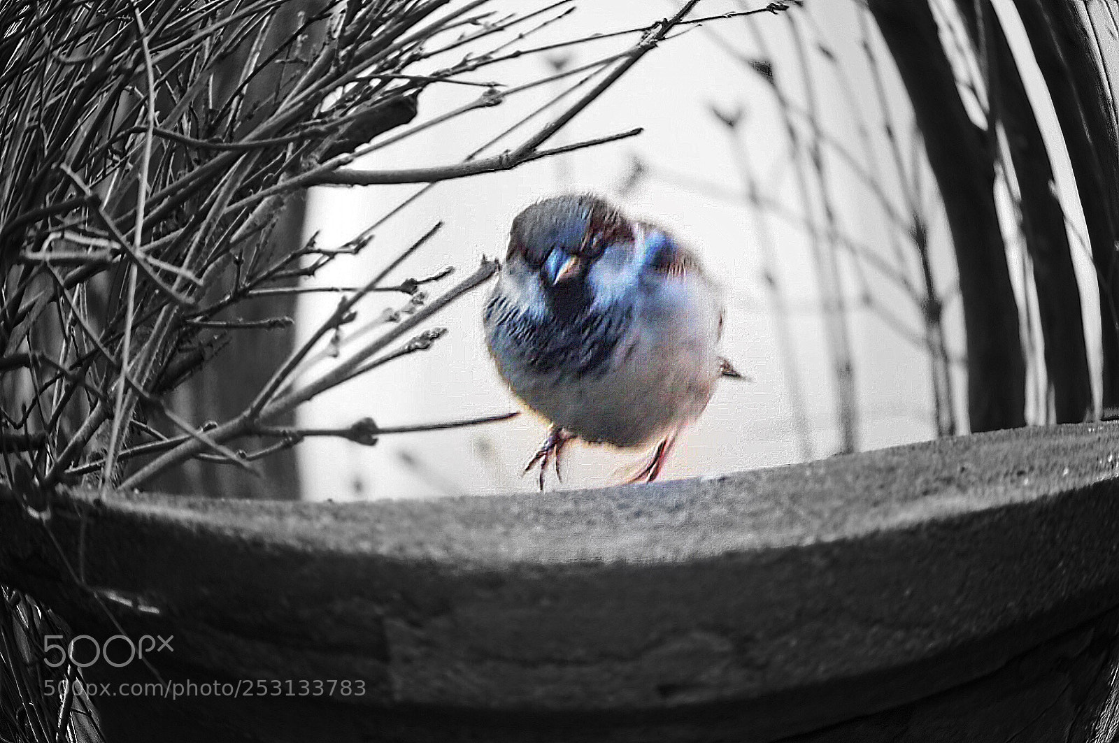 Olympus OM-D E-M10 II sample photo. Bird photography