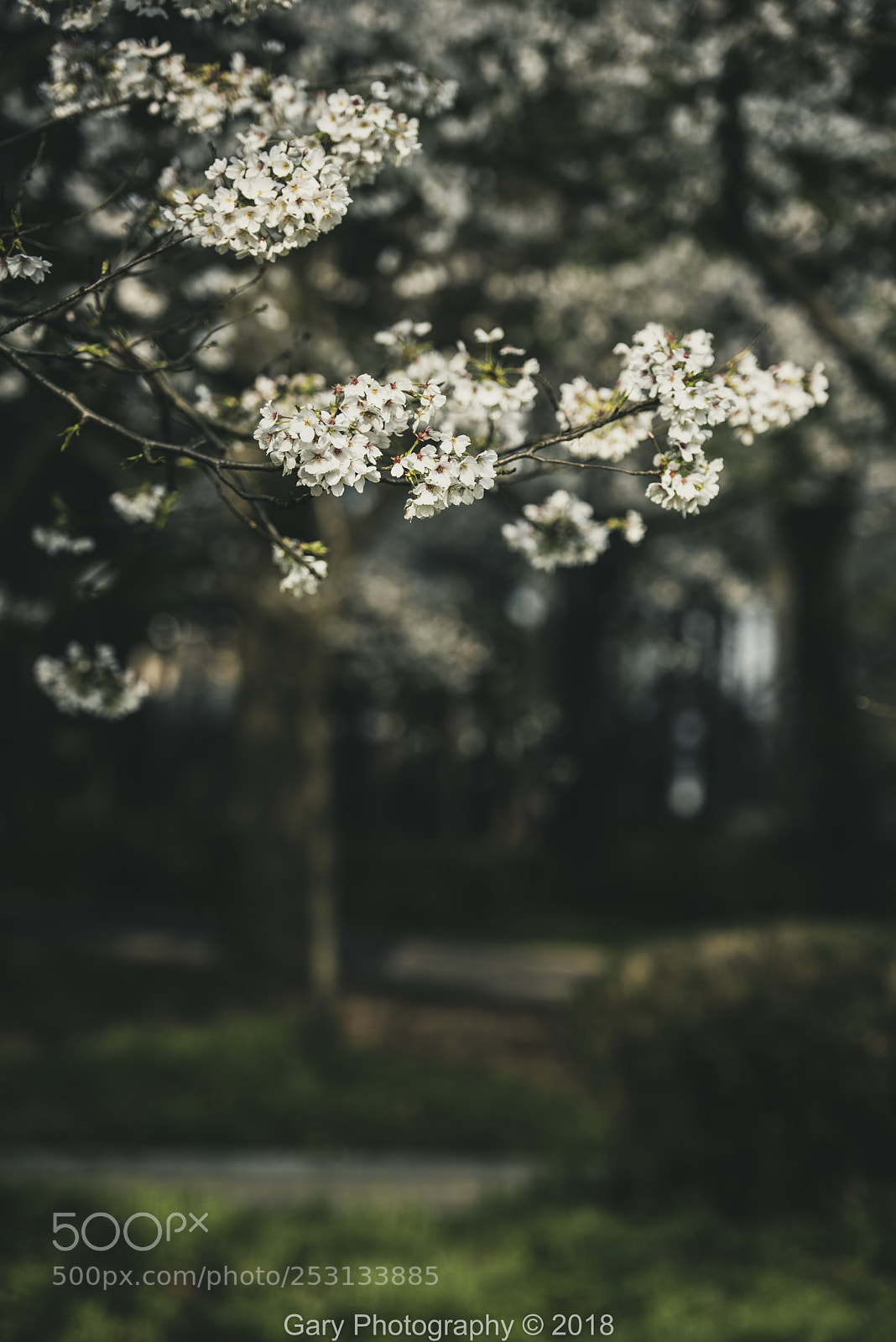Nikon D810 sample photo. 樱园小径 photography