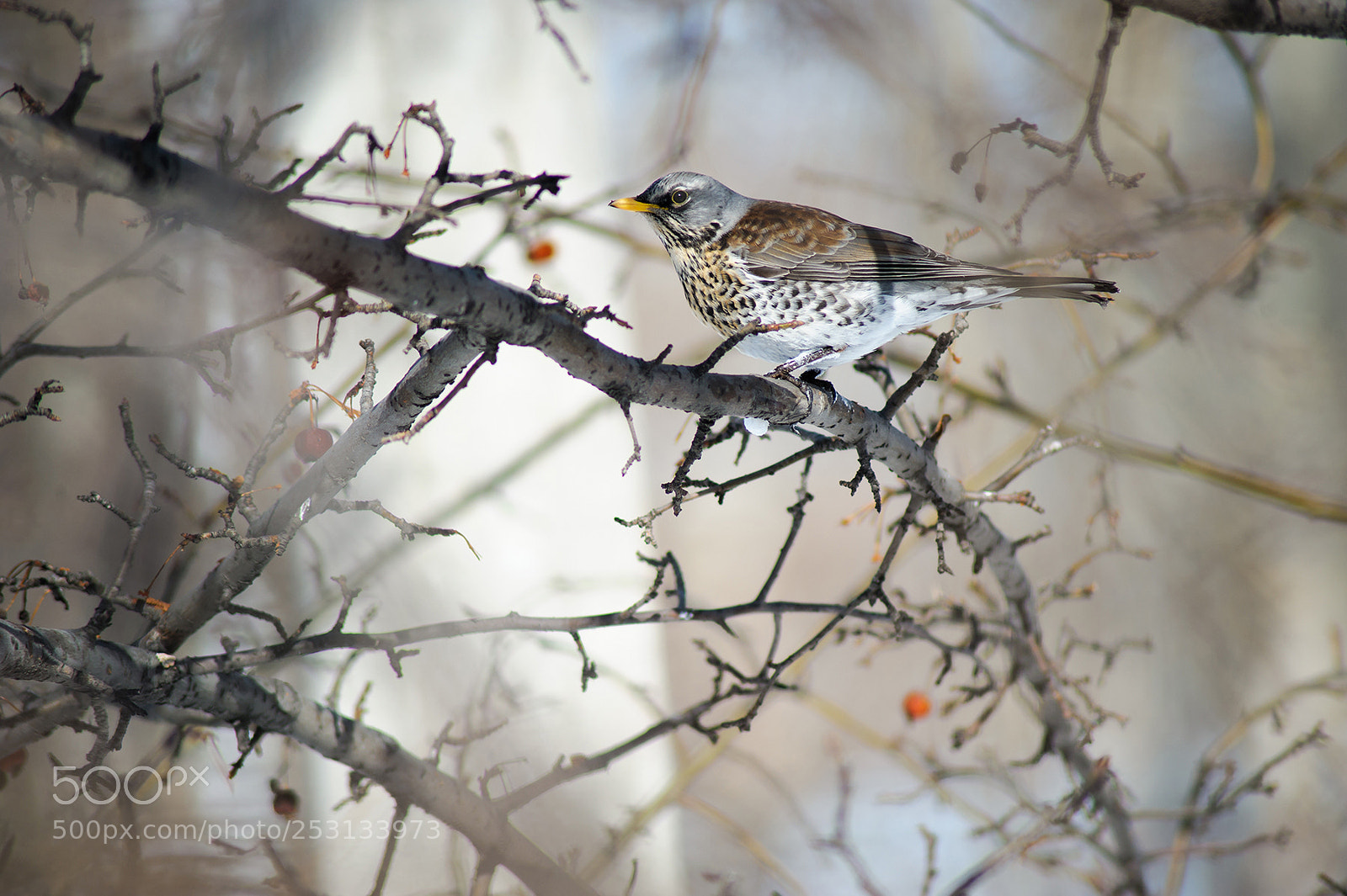 Nikon D700 sample photo. Untitled photography